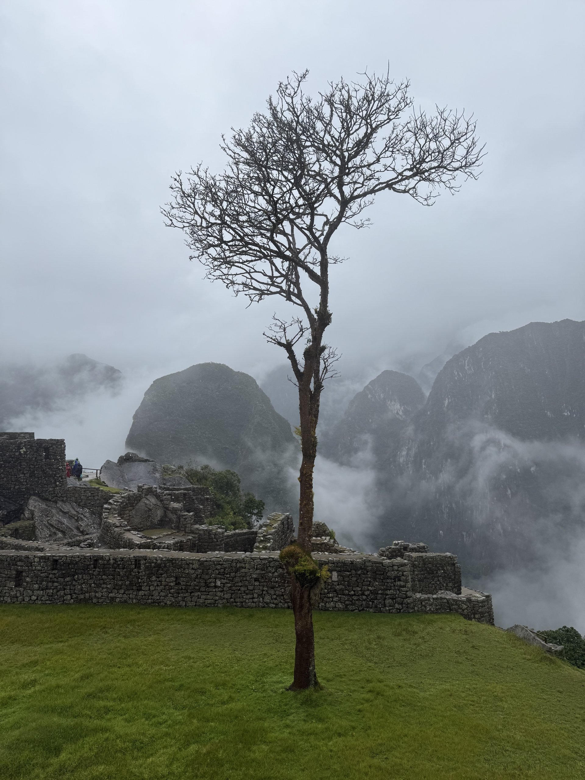 The roots of this tree were recently partially excavated, some jewelry was discovered