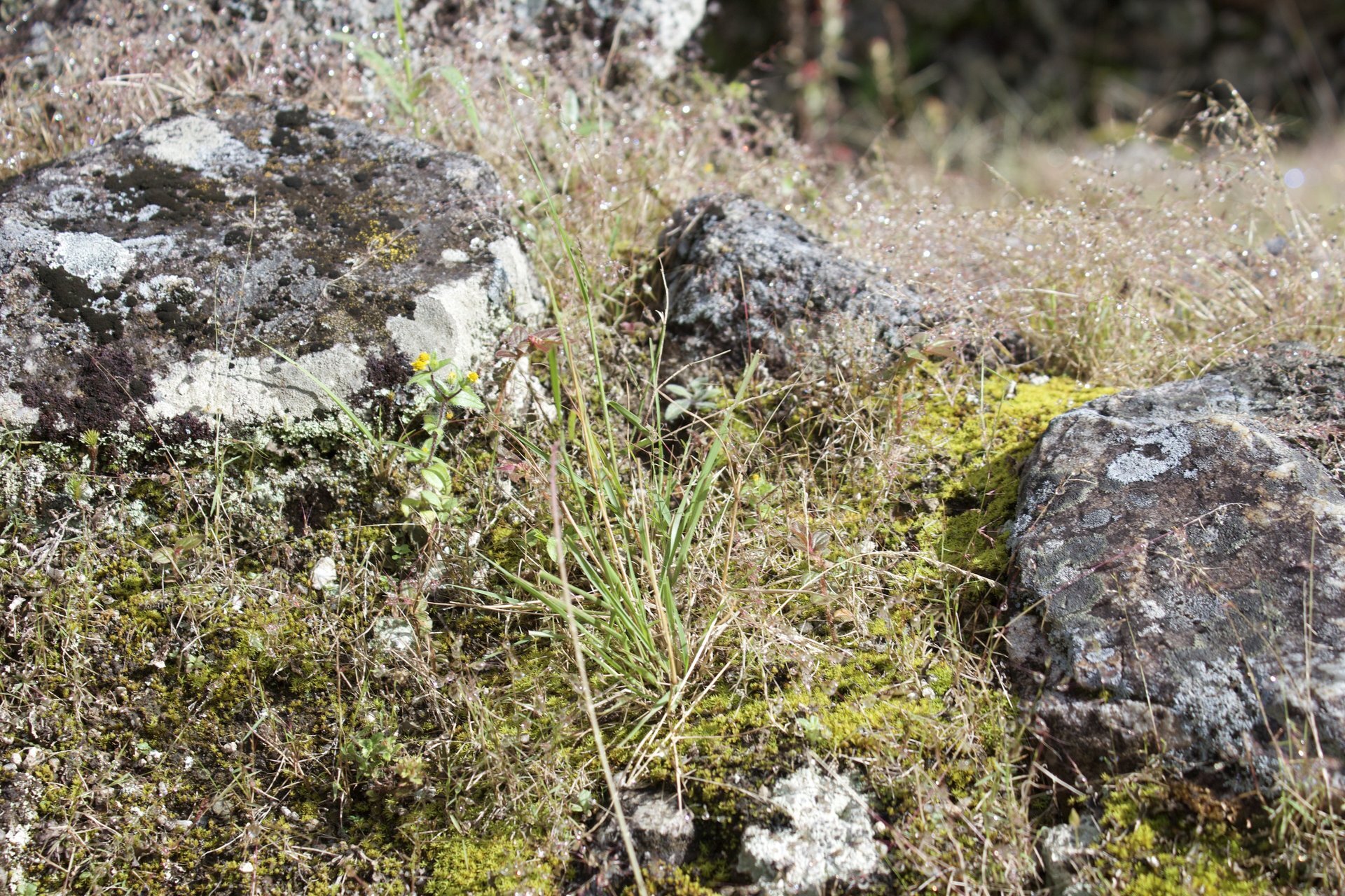 Flora and Fauna on the Inca Trail