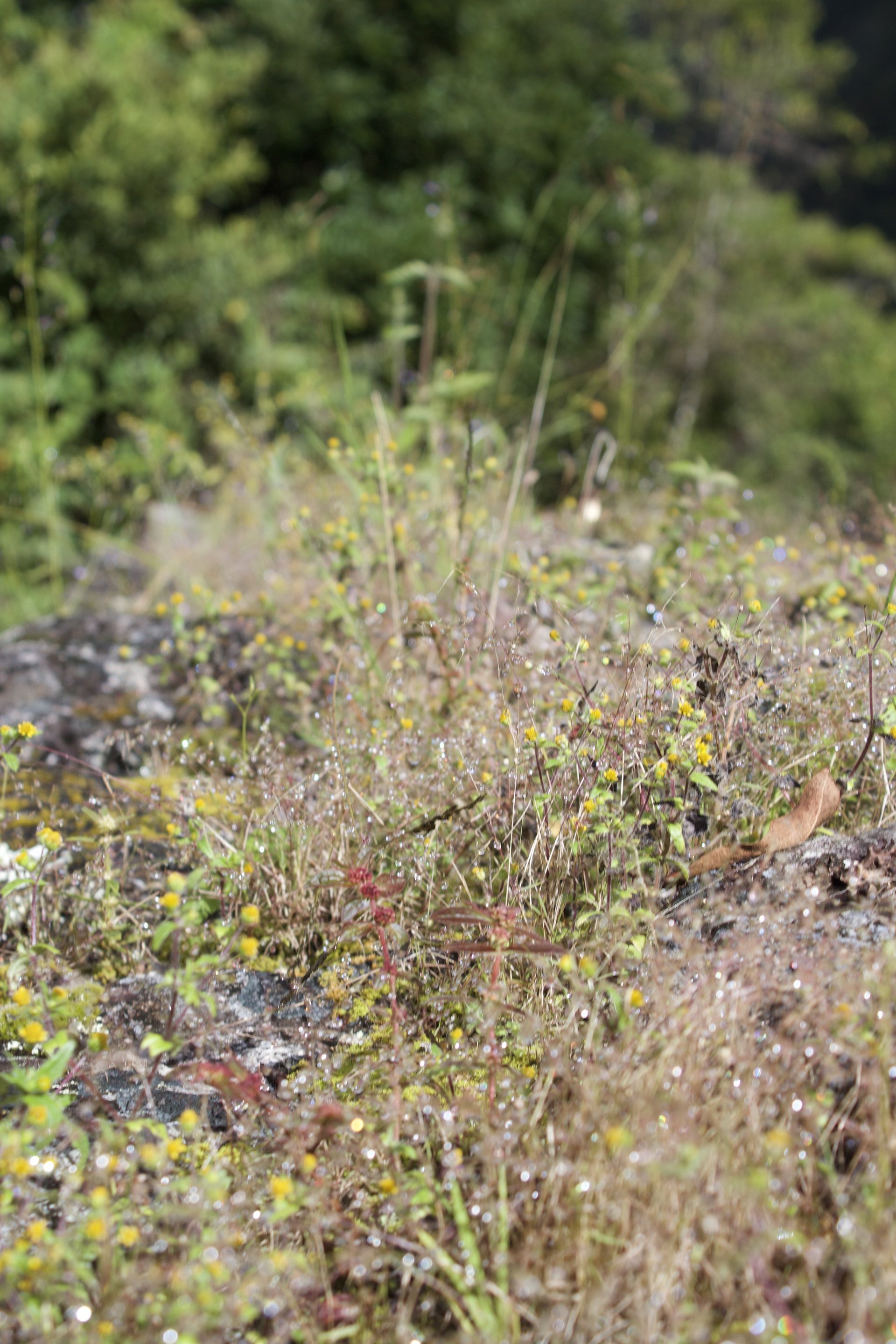 Flora and Fauna on the Inca Trail