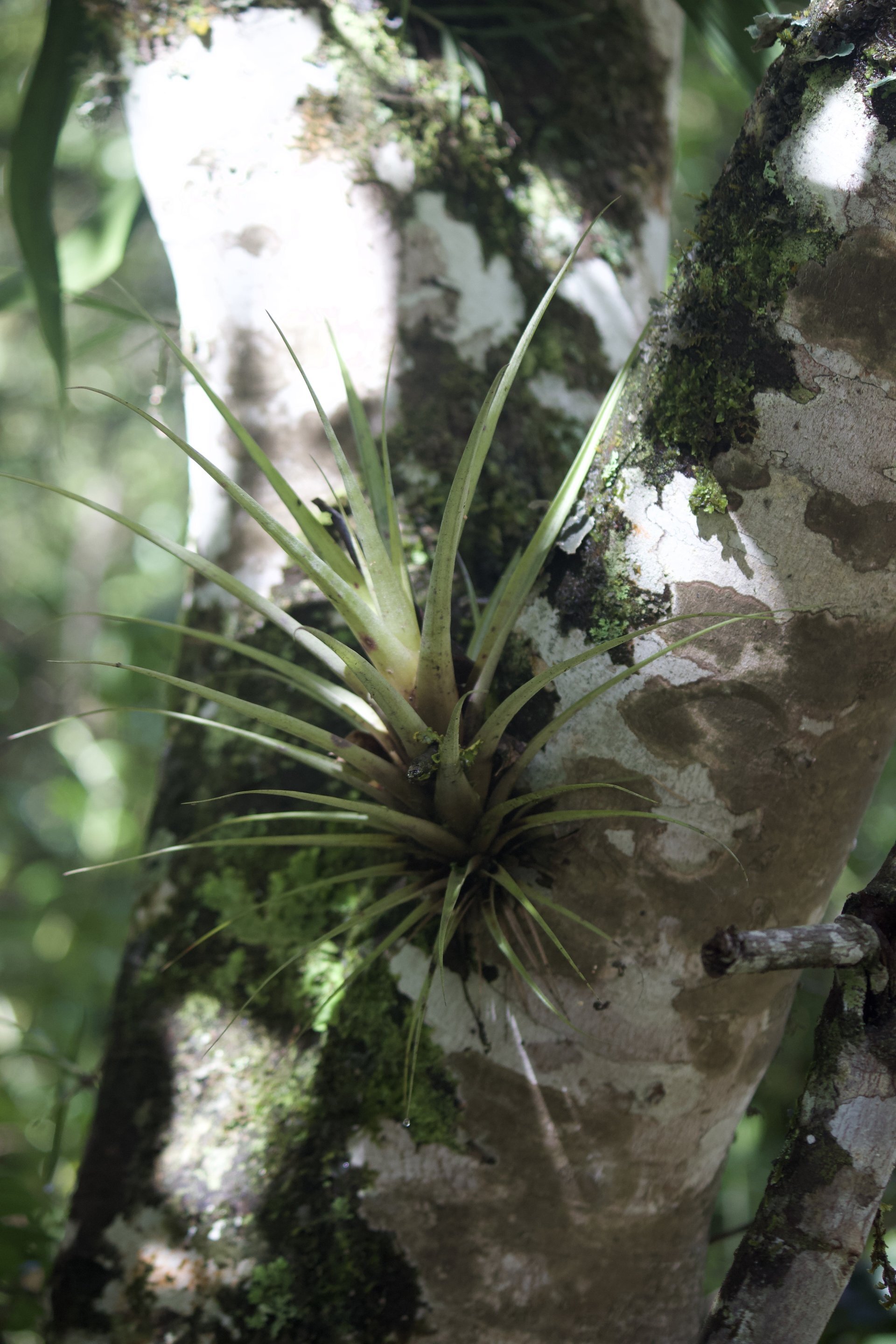 Flora and Fauna on the Inca Trail