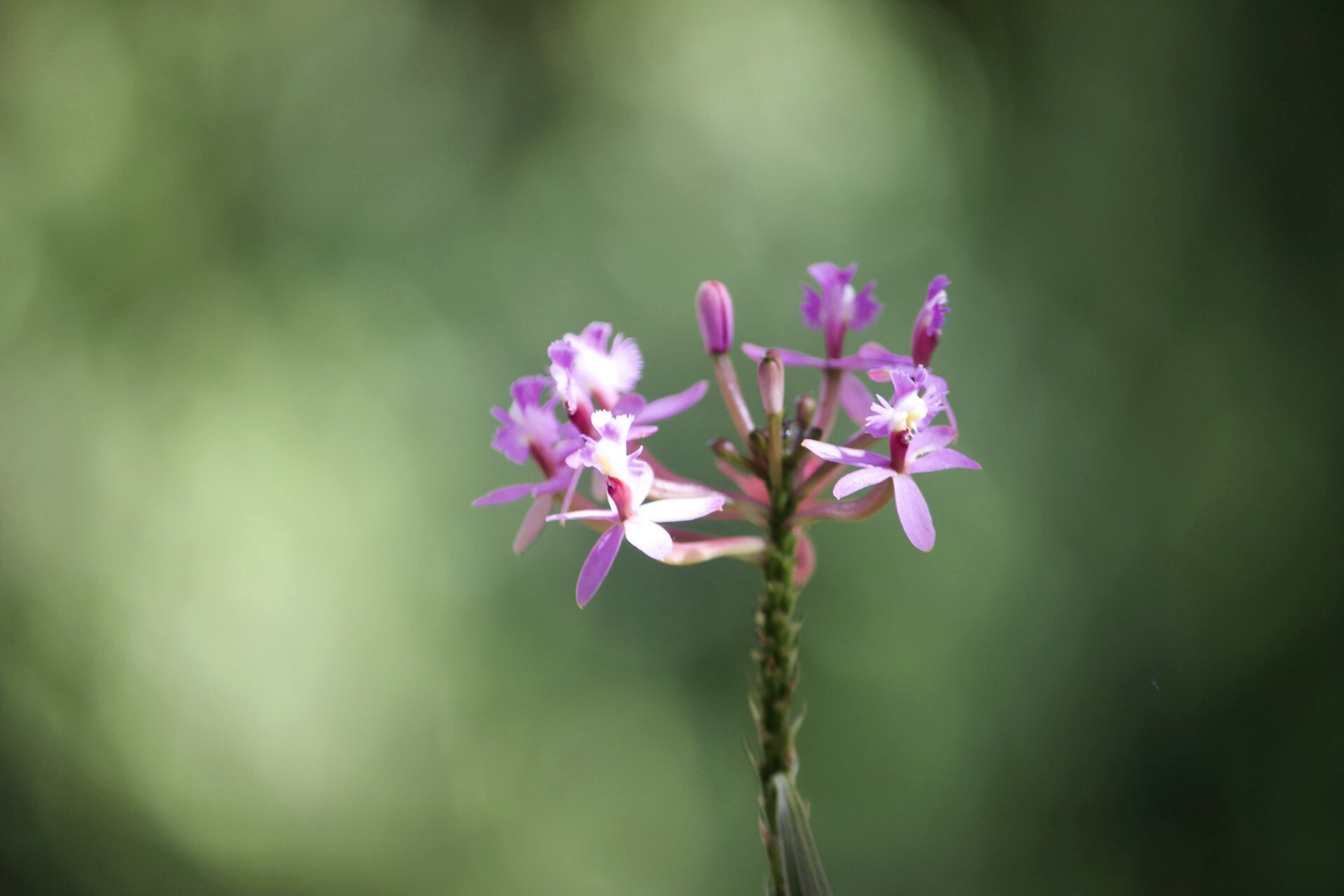 Flora and Fauna on the Inca Trail
