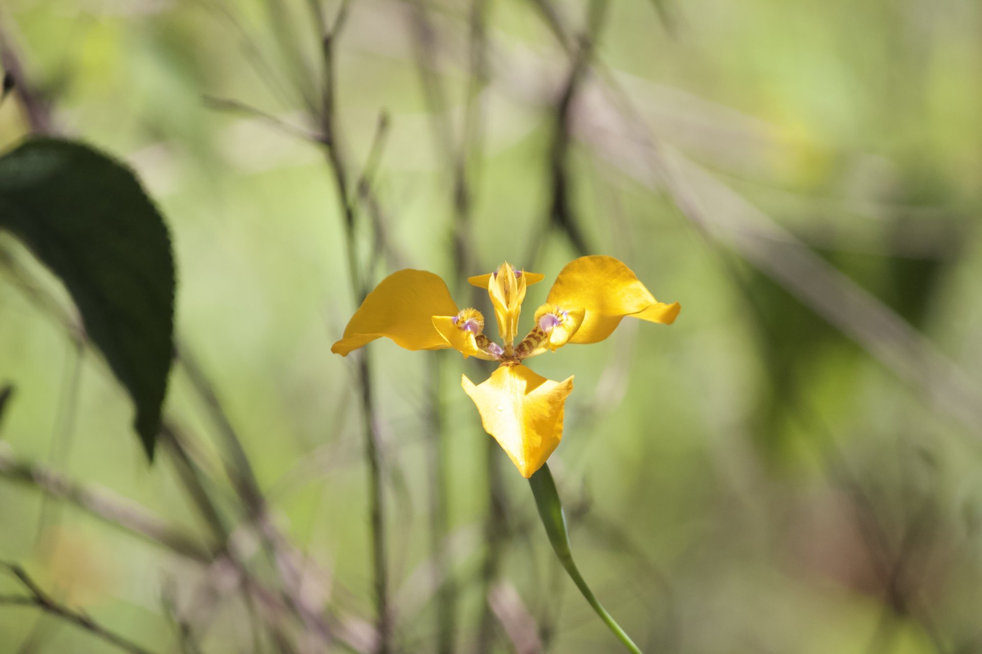 Flora and Fauna on the Inca Trail