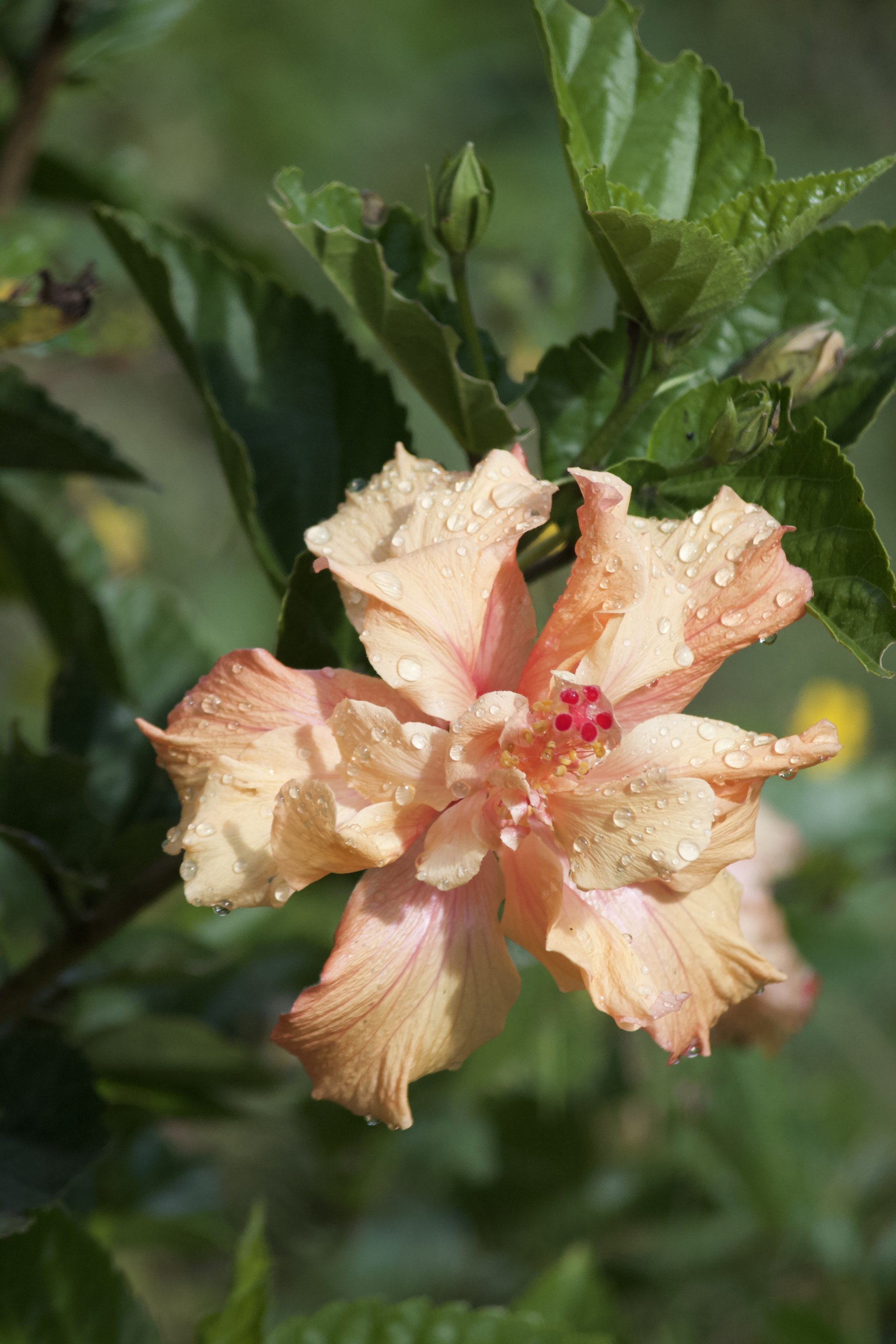 Flora and Fauna on the Inca Trail