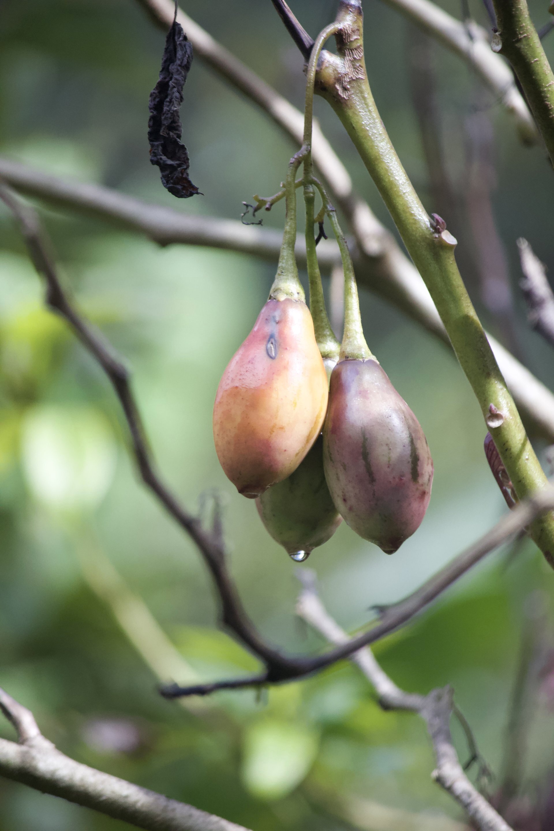 Flora and Fauna on the Inca Trail