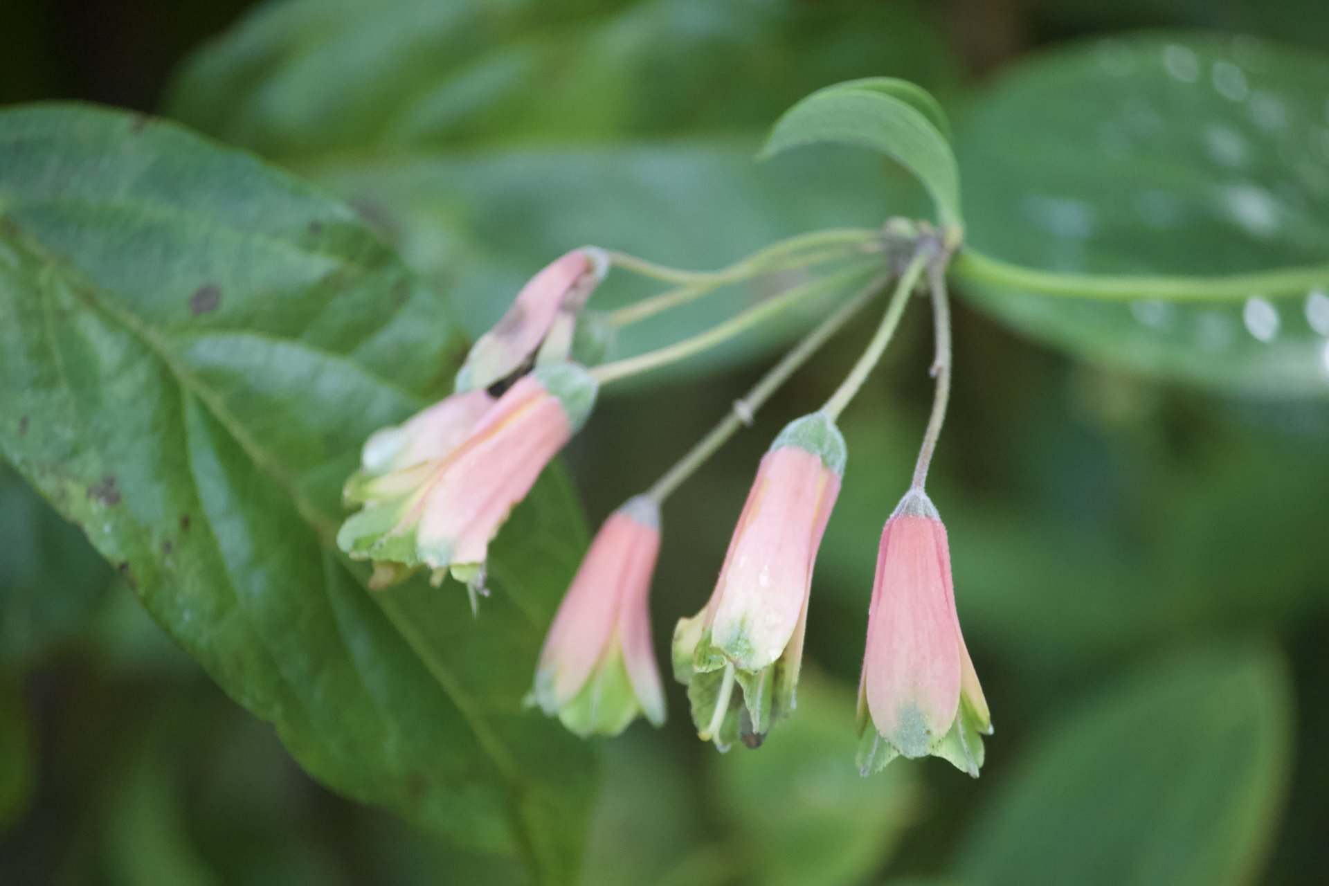 Flora and Fauna on the Inca Trail