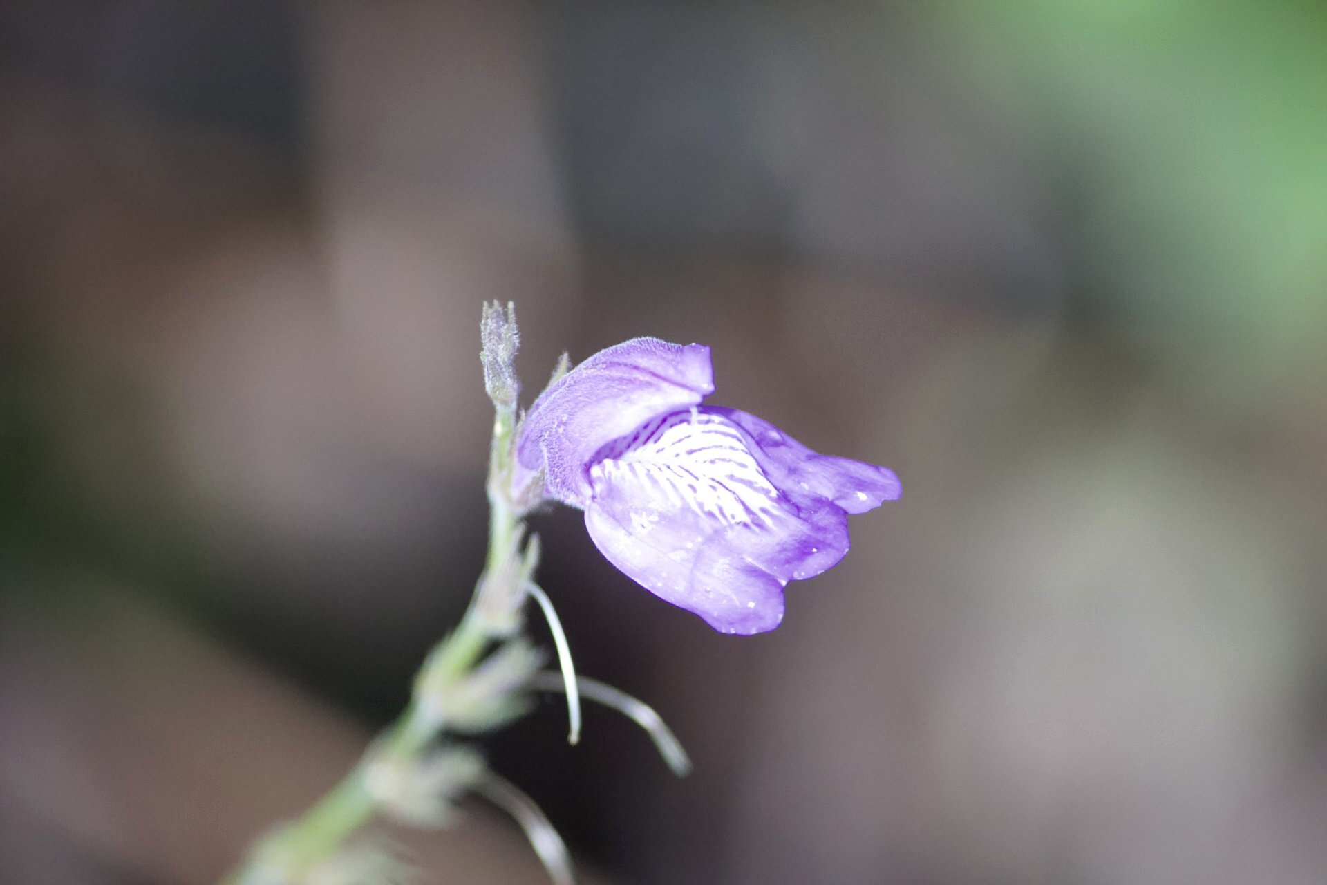 Flora and Fauna on the Inca Trail