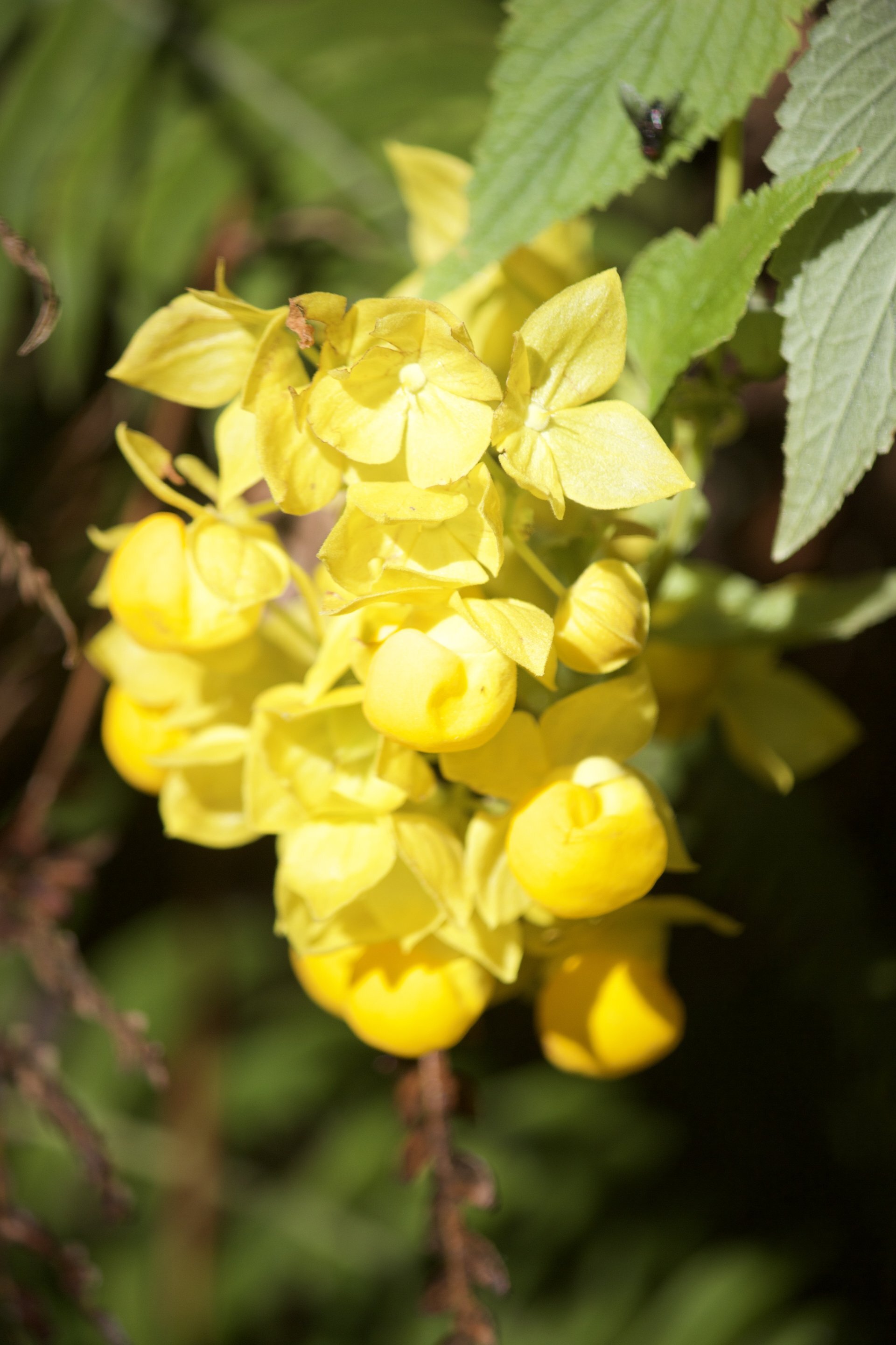 Flora and Fauna on the Inca Trail