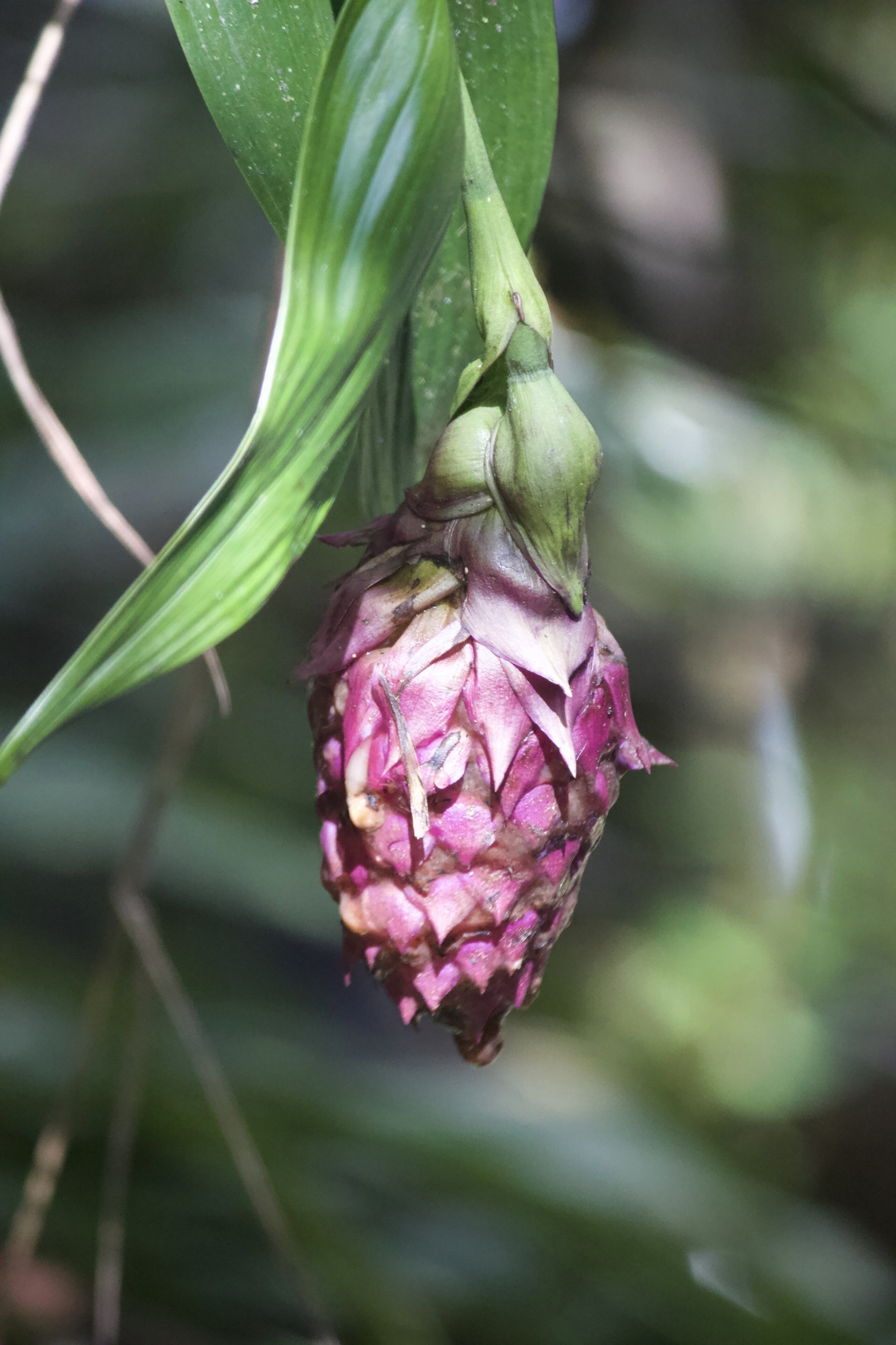 Flora and Fauna on the Inca Trail