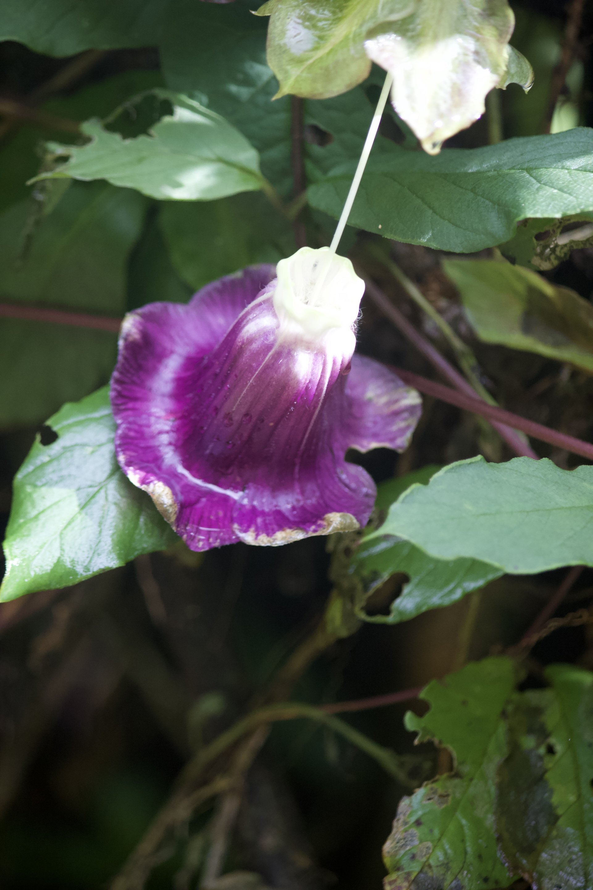 Flora and Fauna on the Inca Trail