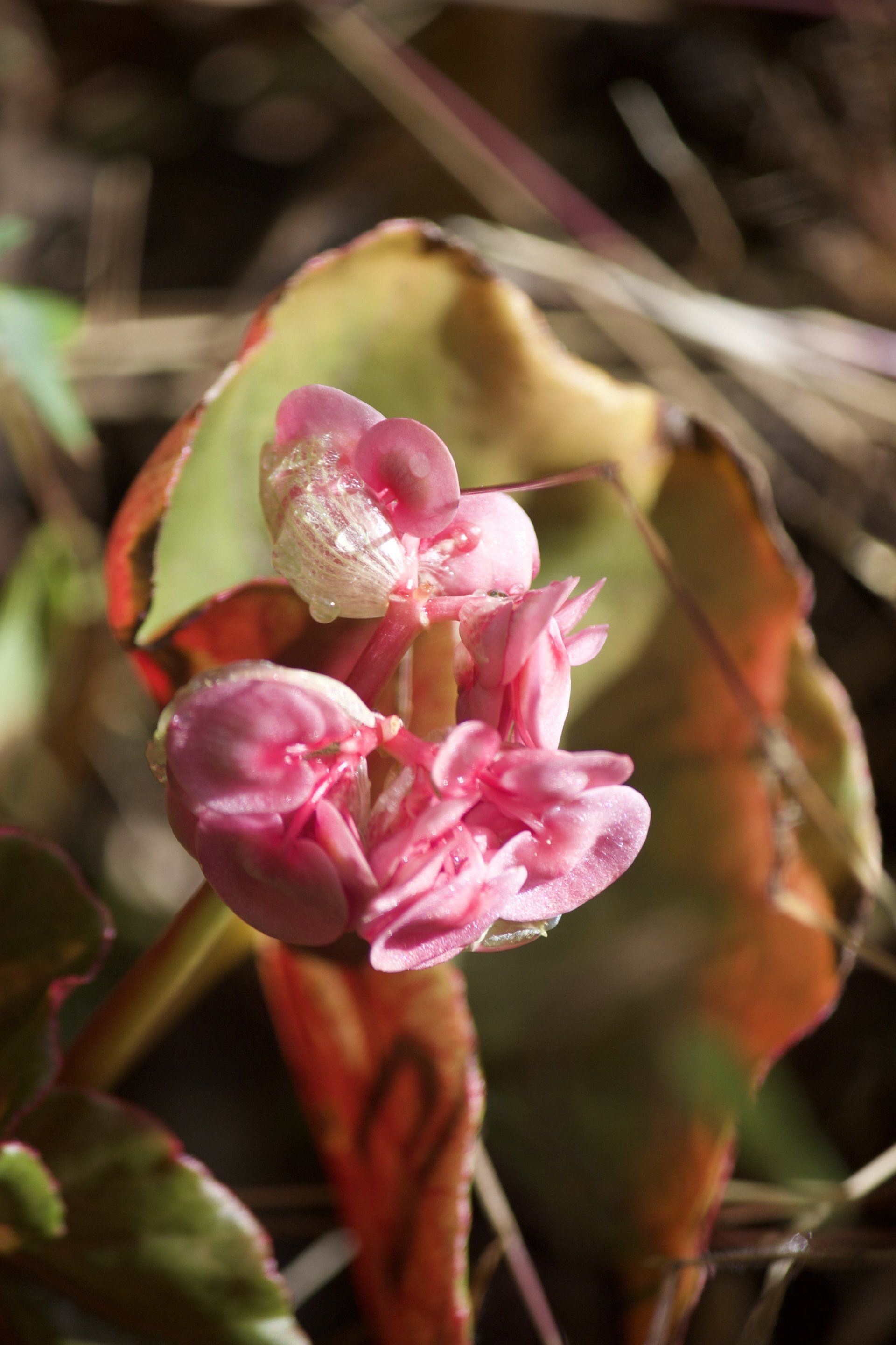 Flora and Fauna on the Inca Trail