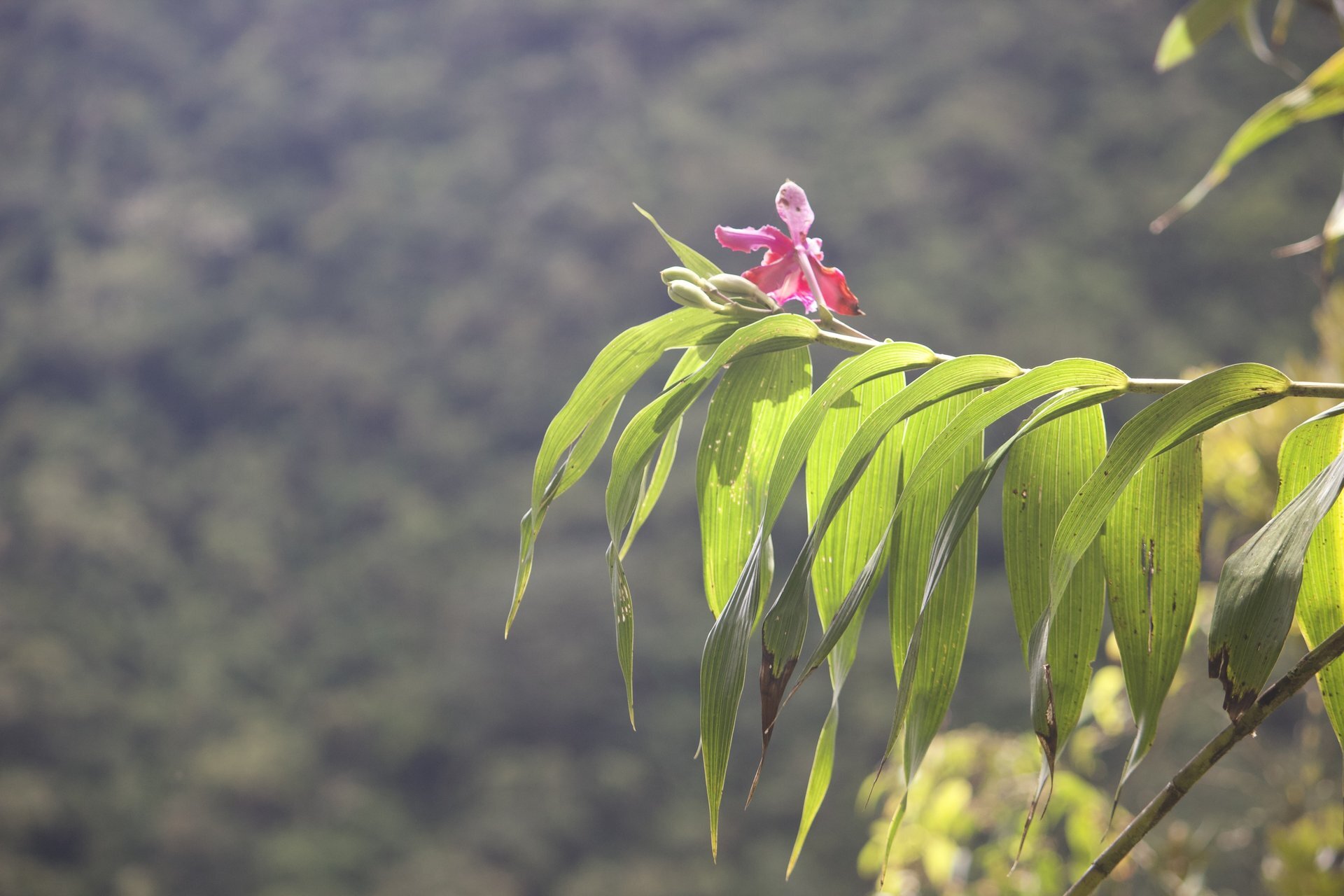 Flora and Fauna on the Inca Trail