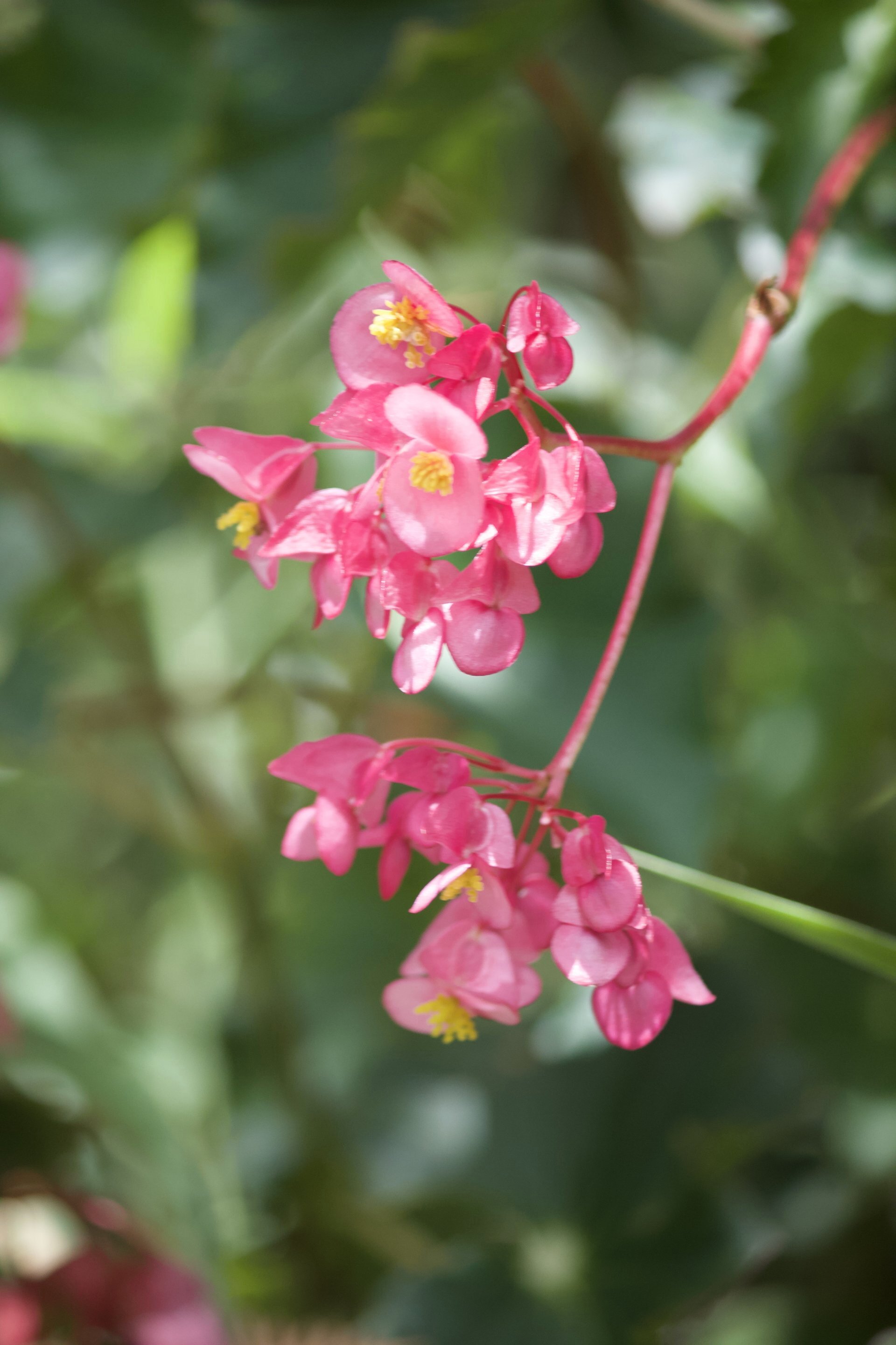 Flora and Fauna on the Inca Trail