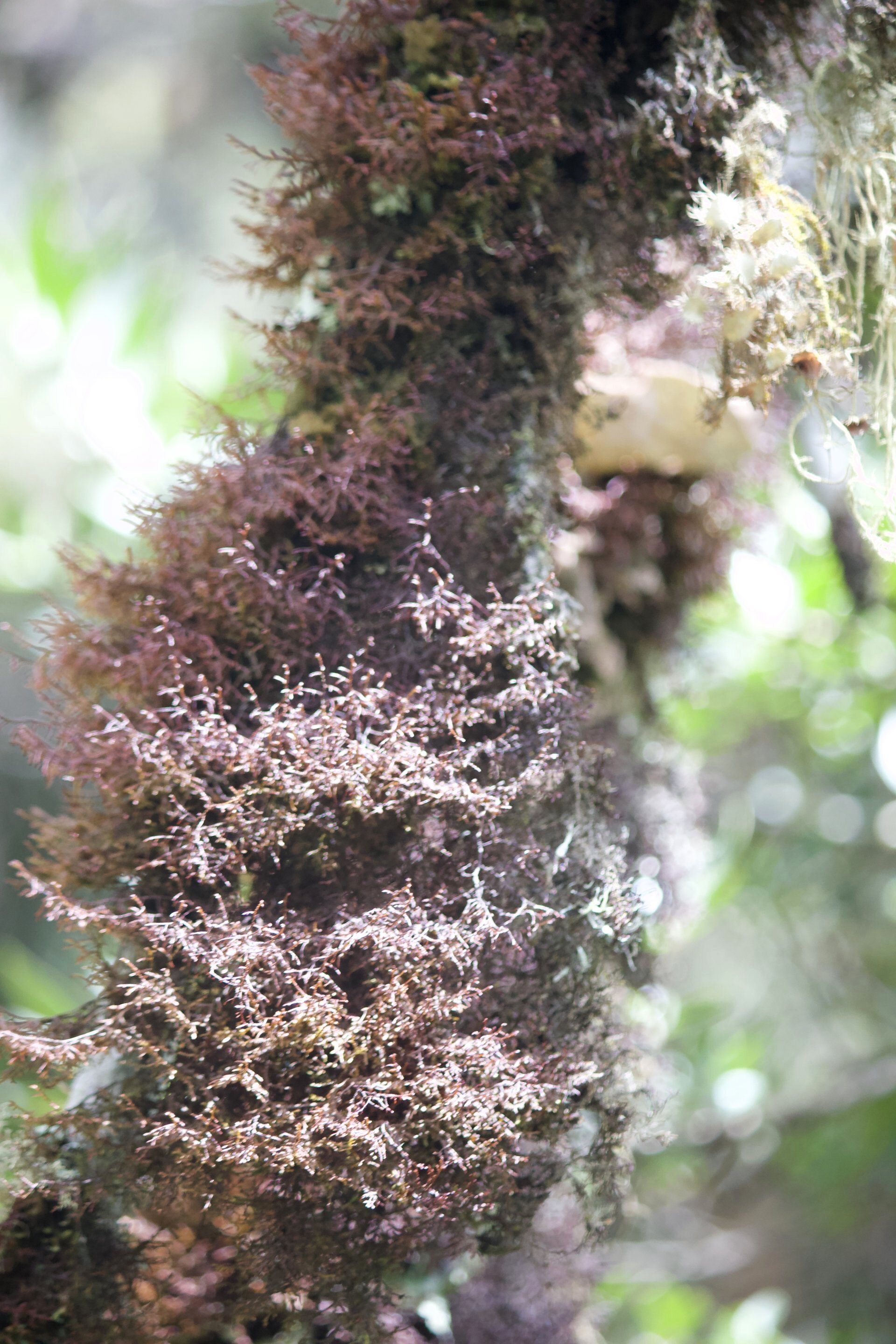 Flora and Fauna on the Inca Trail