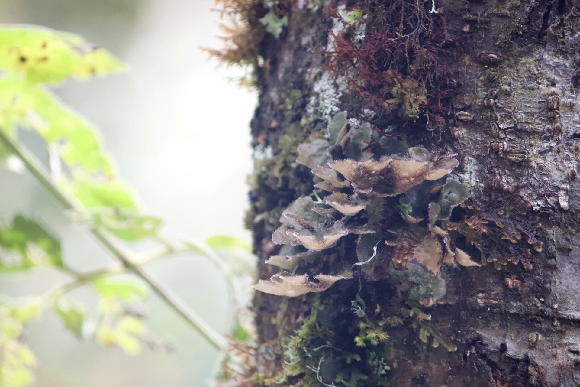 Flora and Fauna on the Inca Trail