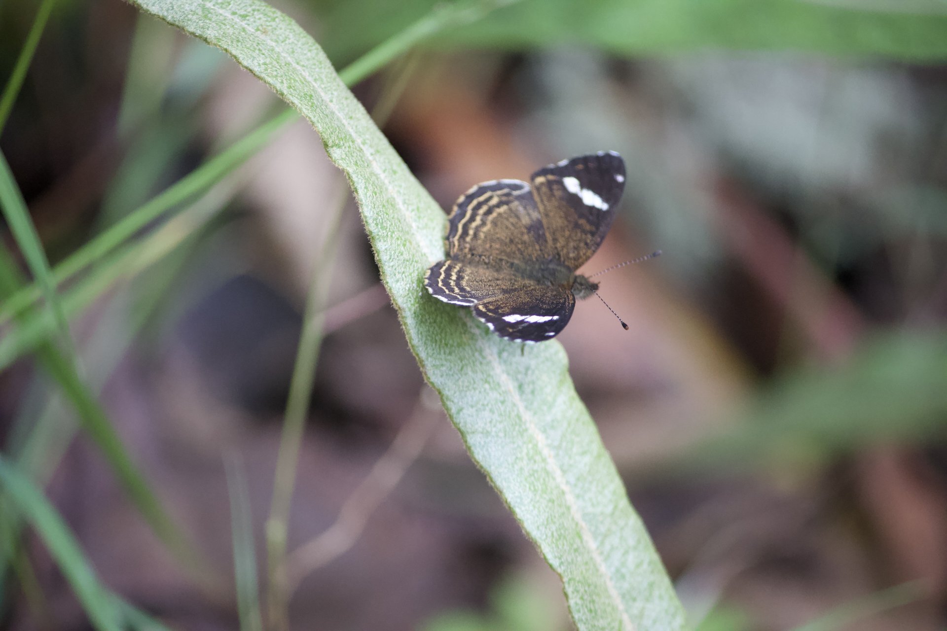 Flora and Fauna on the Inca Trail