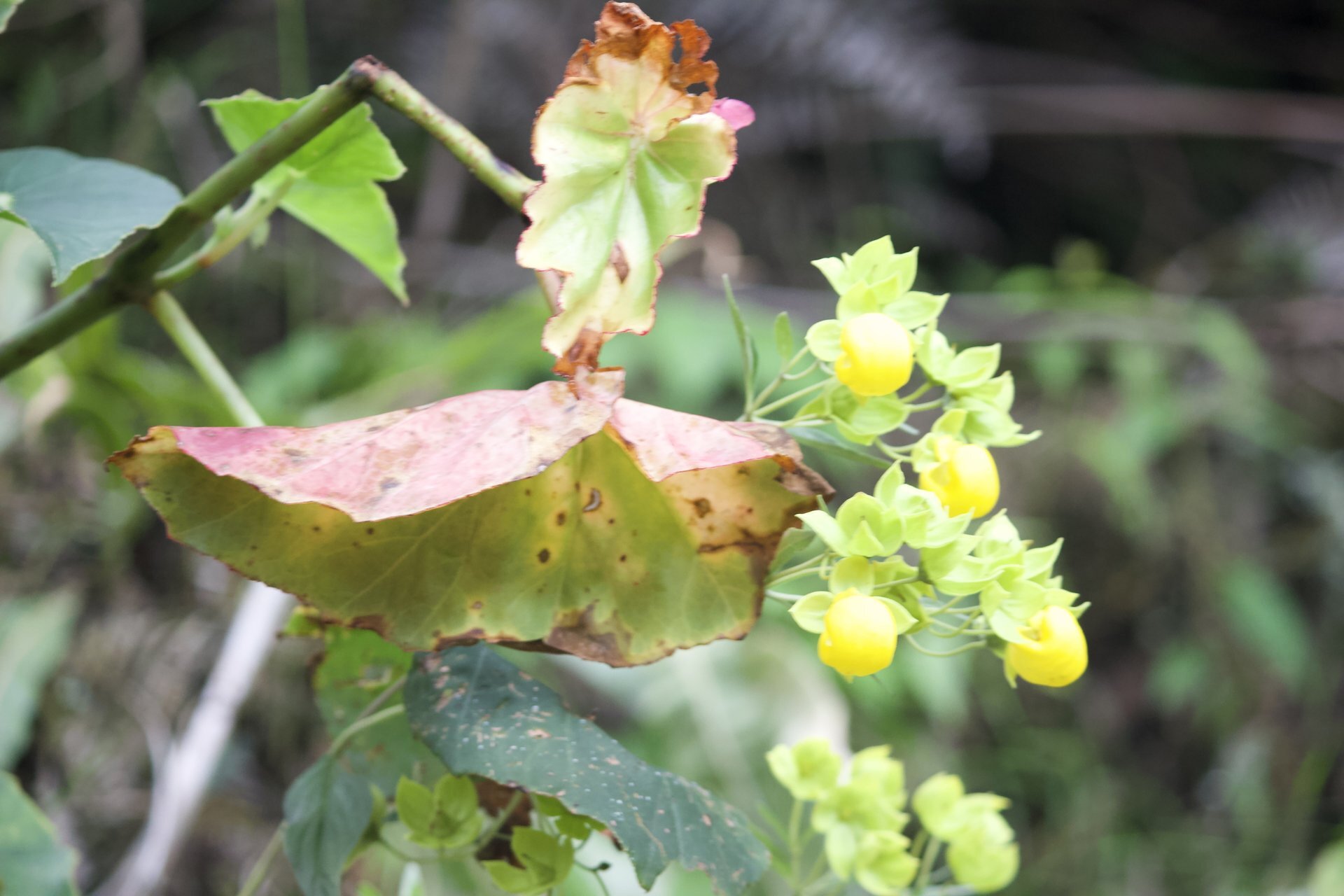 Flora and Fauna on the Inca Trail