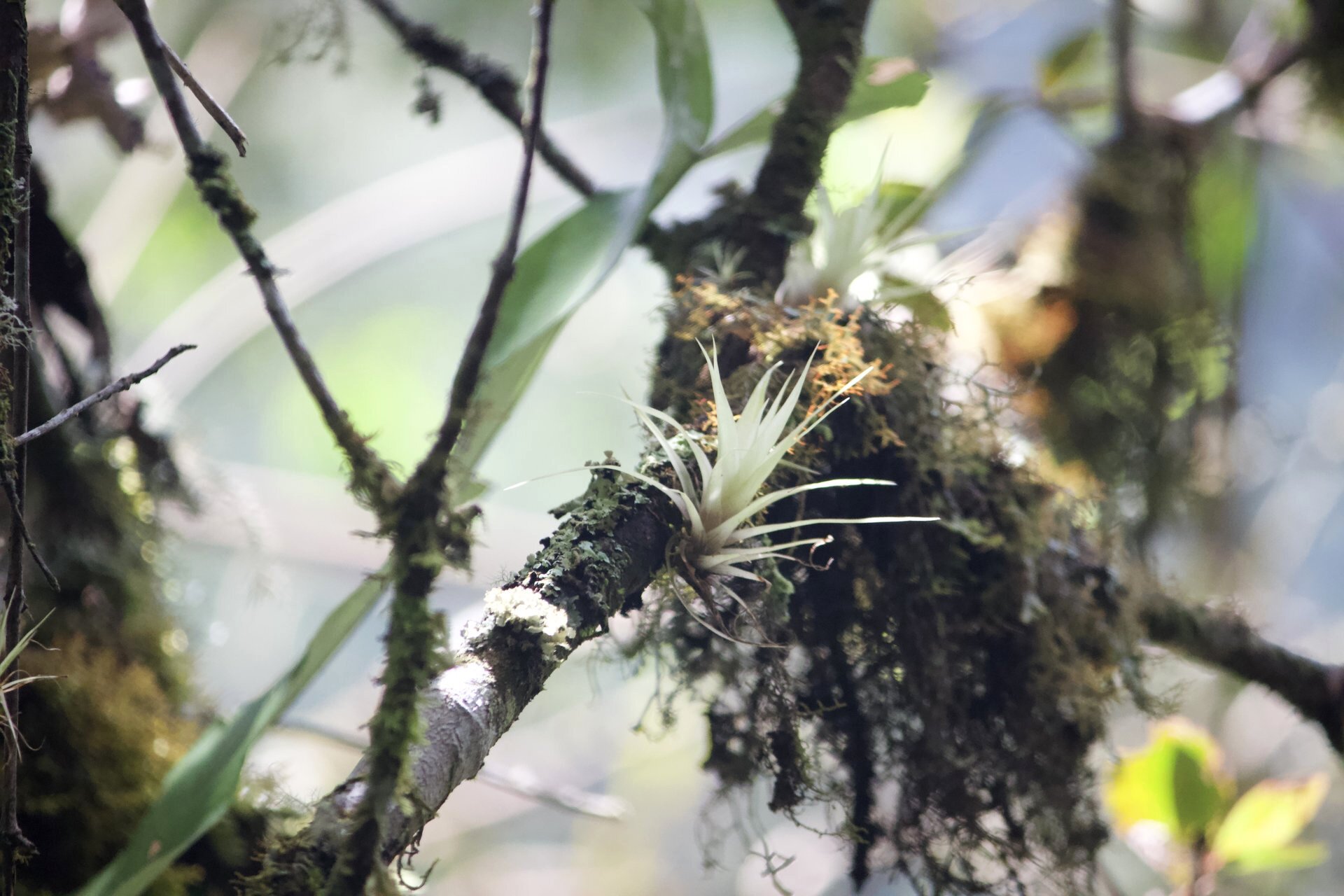Flora and Fauna on the Inca Trail