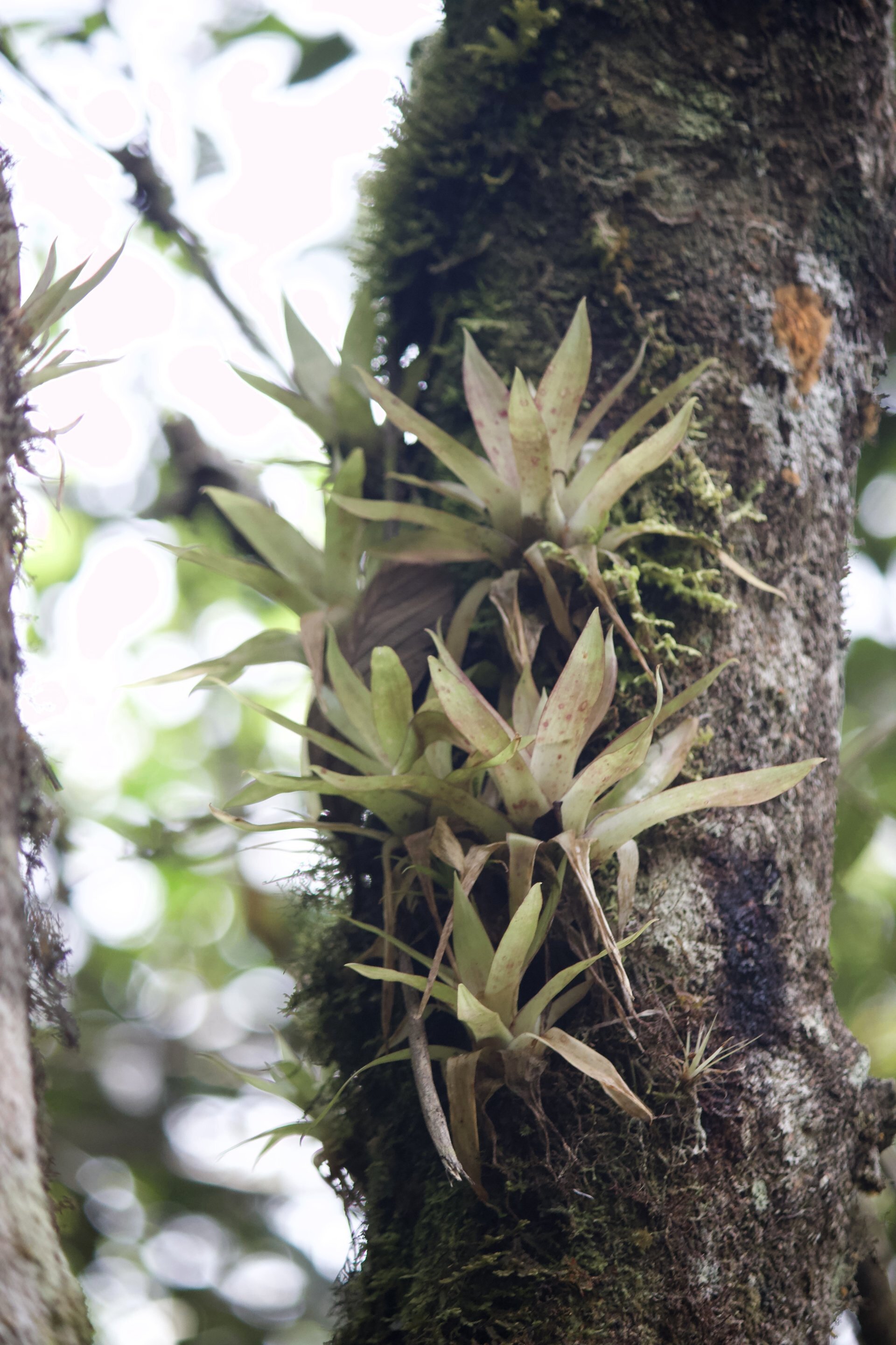 Flora and Fauna on the Inca Trail