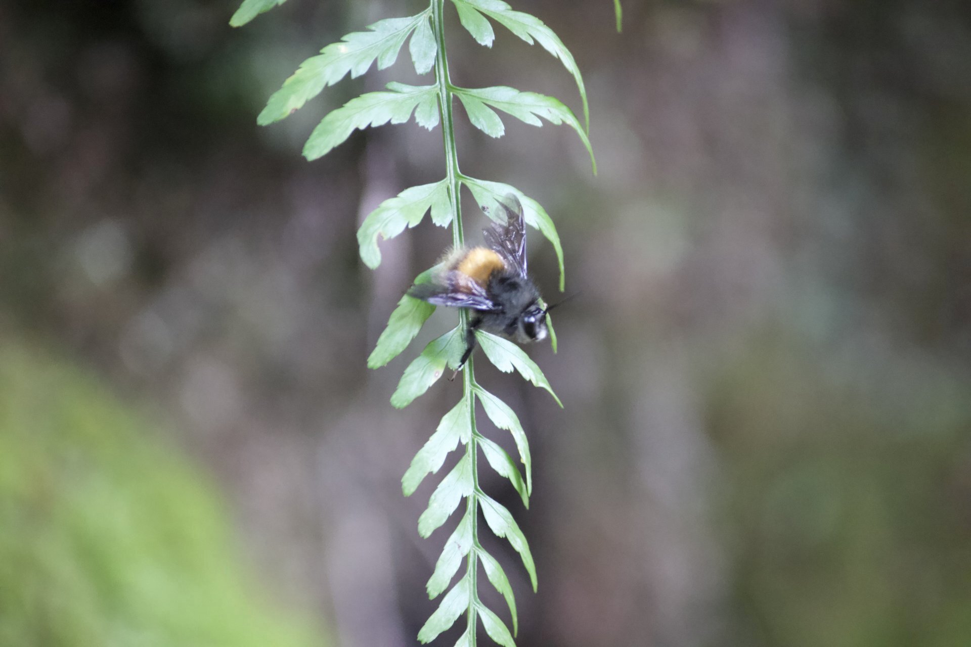 Flora and Fauna on the Inca Trail