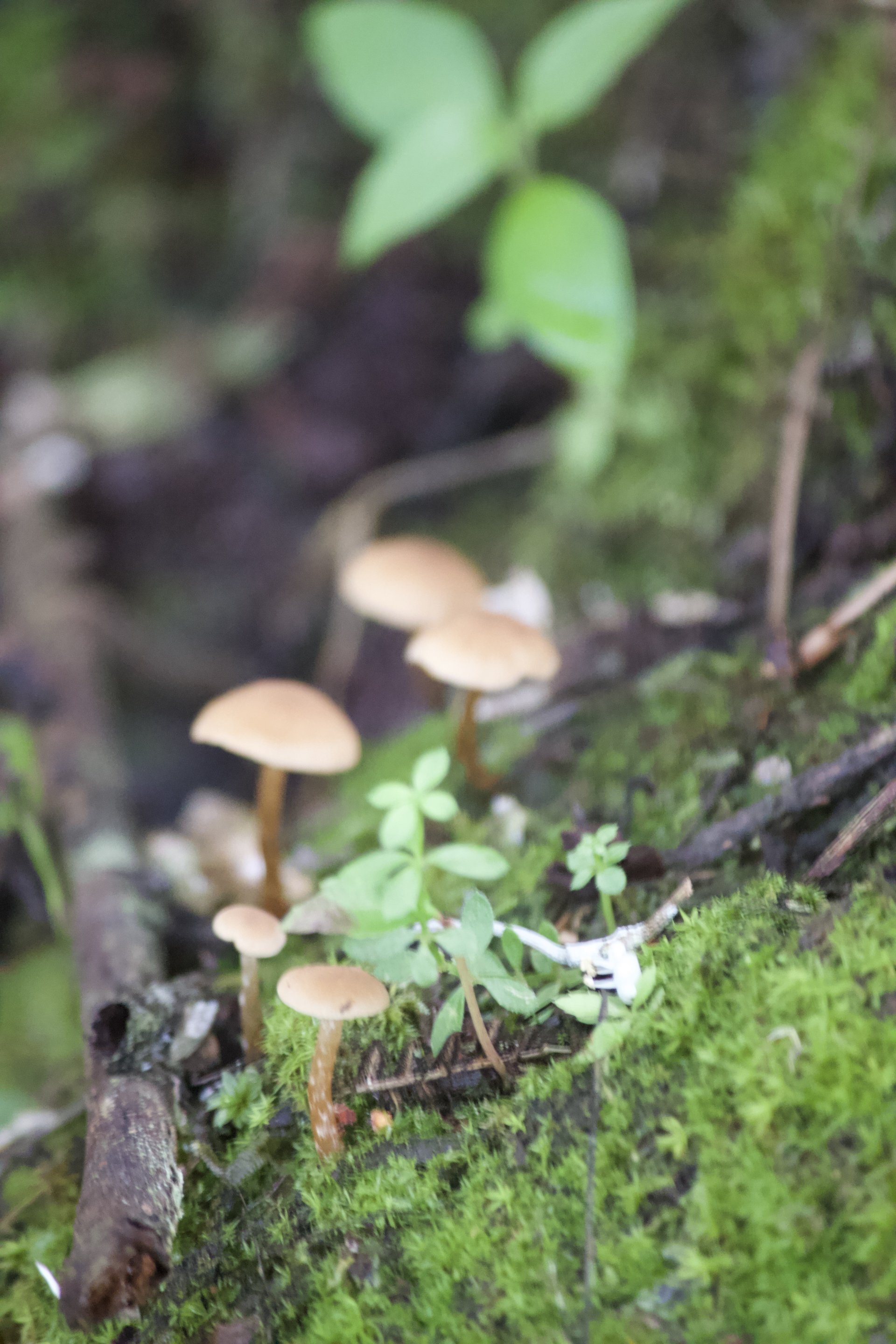 Flora and Fauna on the Inca Trail