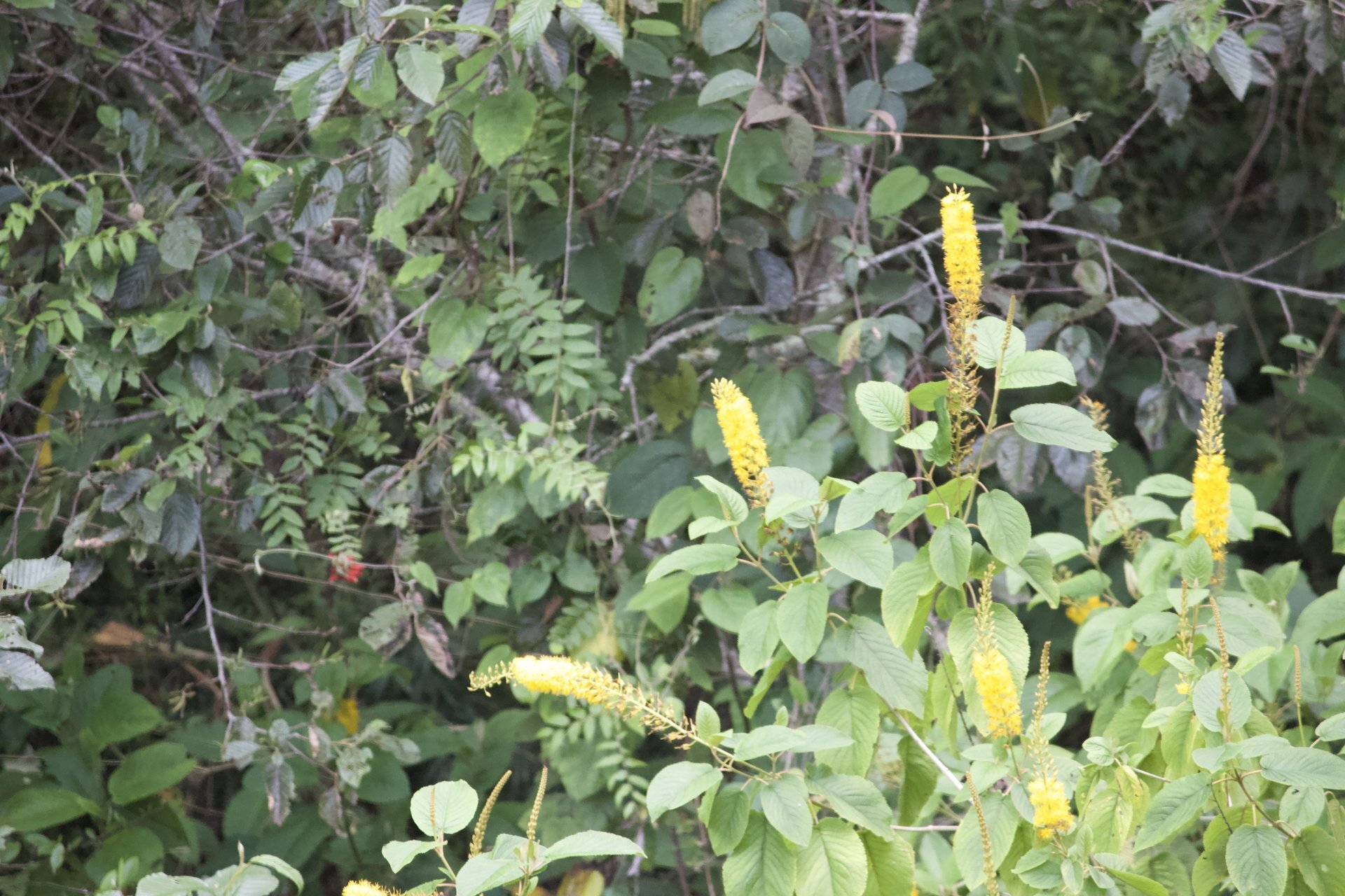Flora and Fauna on the Inca Trail