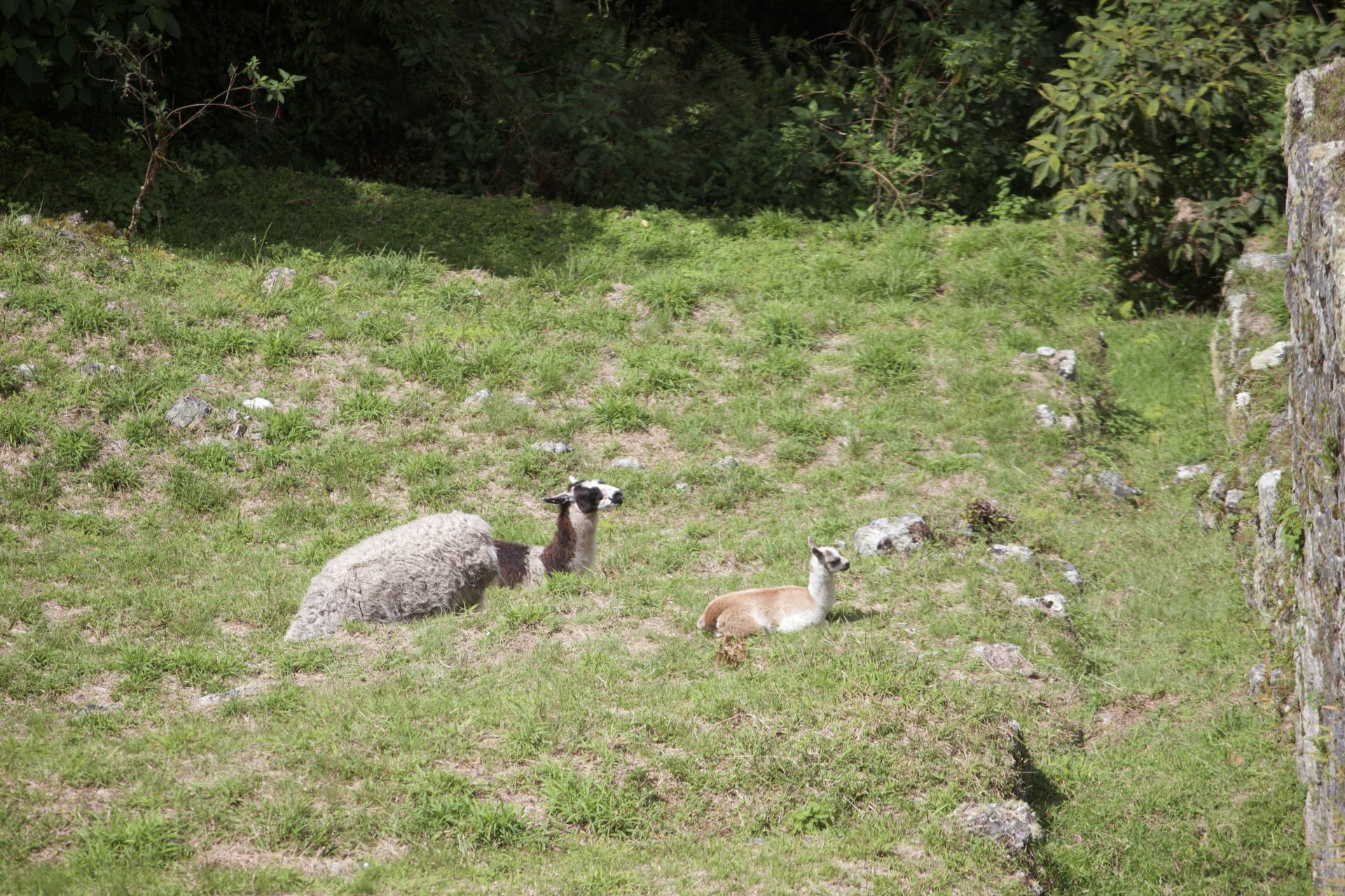 Flora and Fauna on the Inca Trail