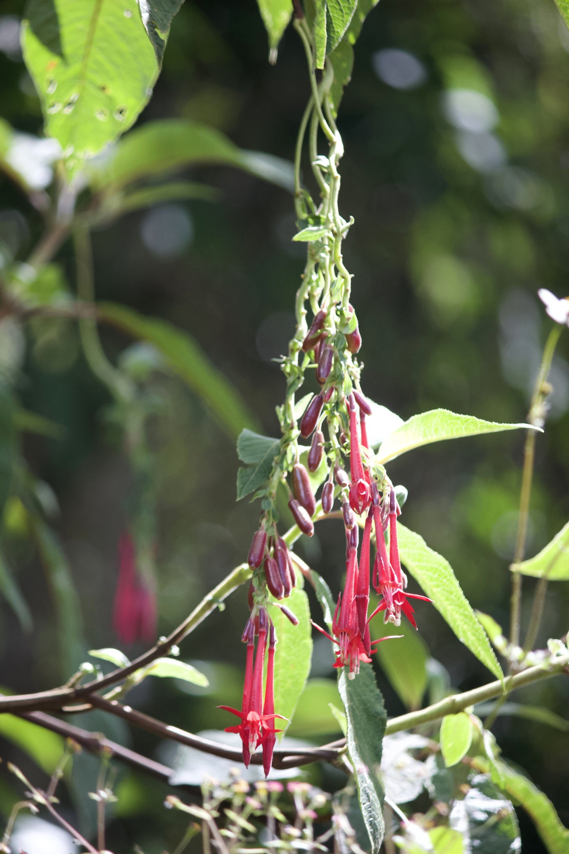 Flora and Fauna on the Inca Trail