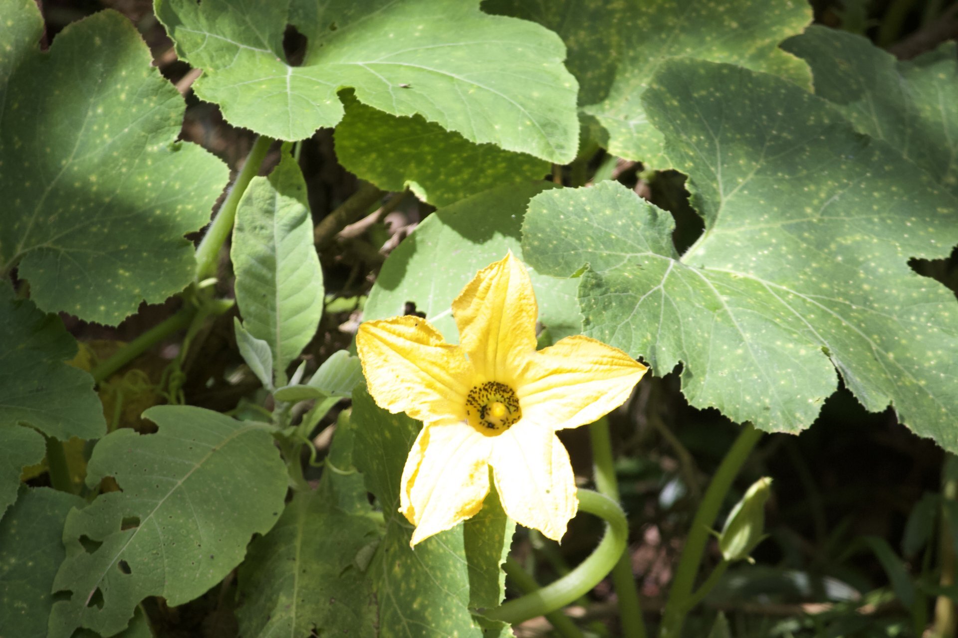Flora and Fauna on the Inca Trail