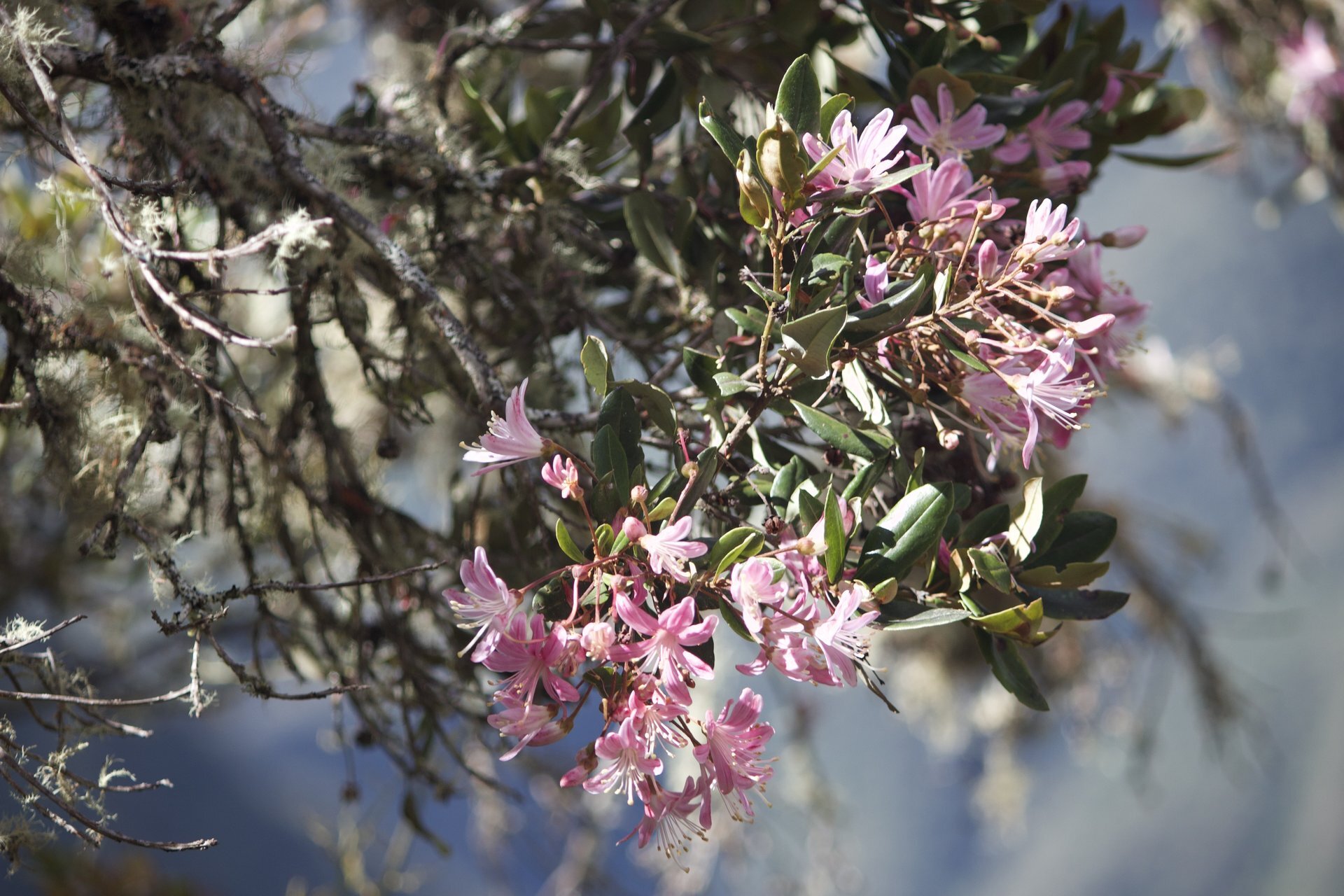 Flora and Fauna on the Inca Trail