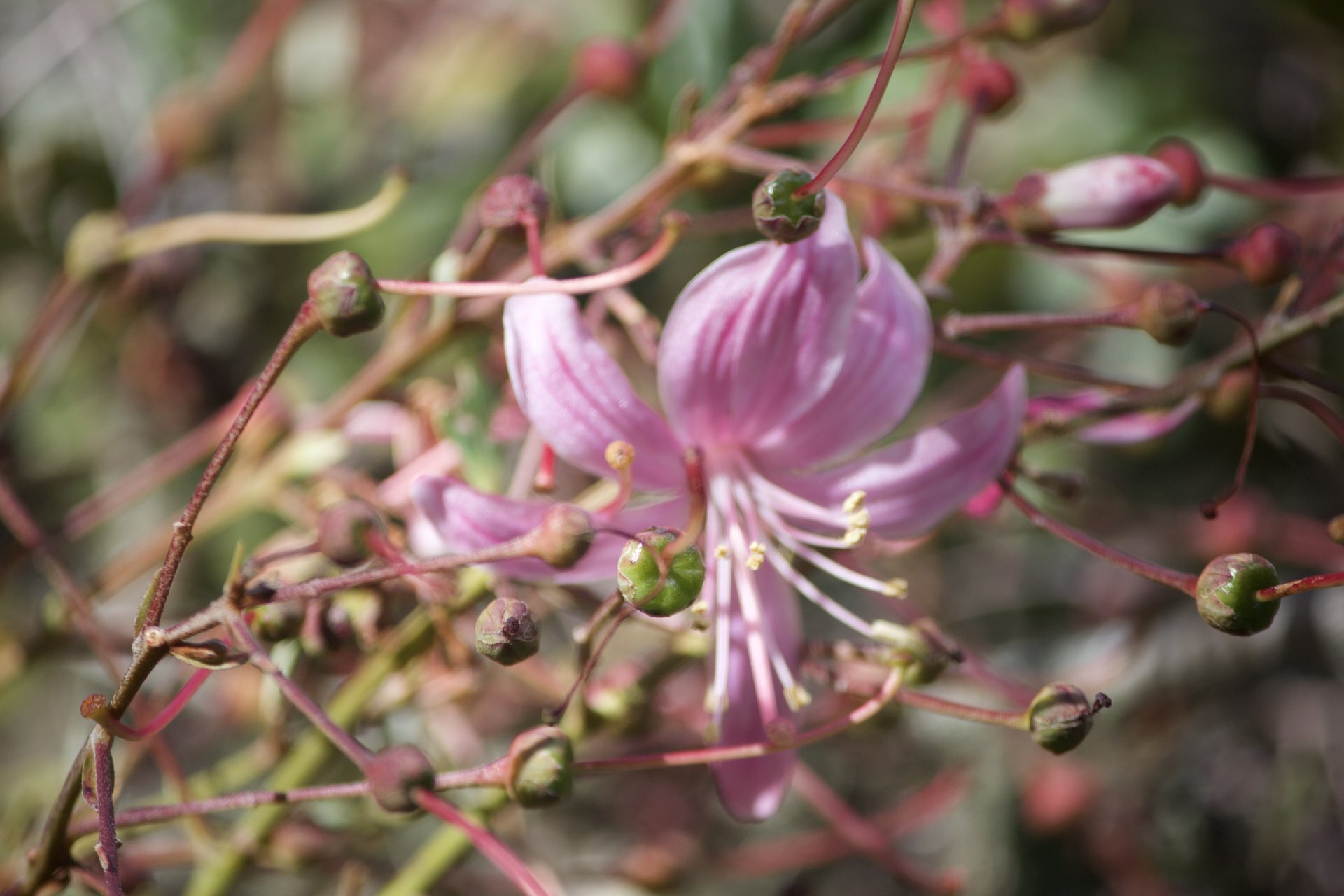 Flora and Fauna on the Inca Trail