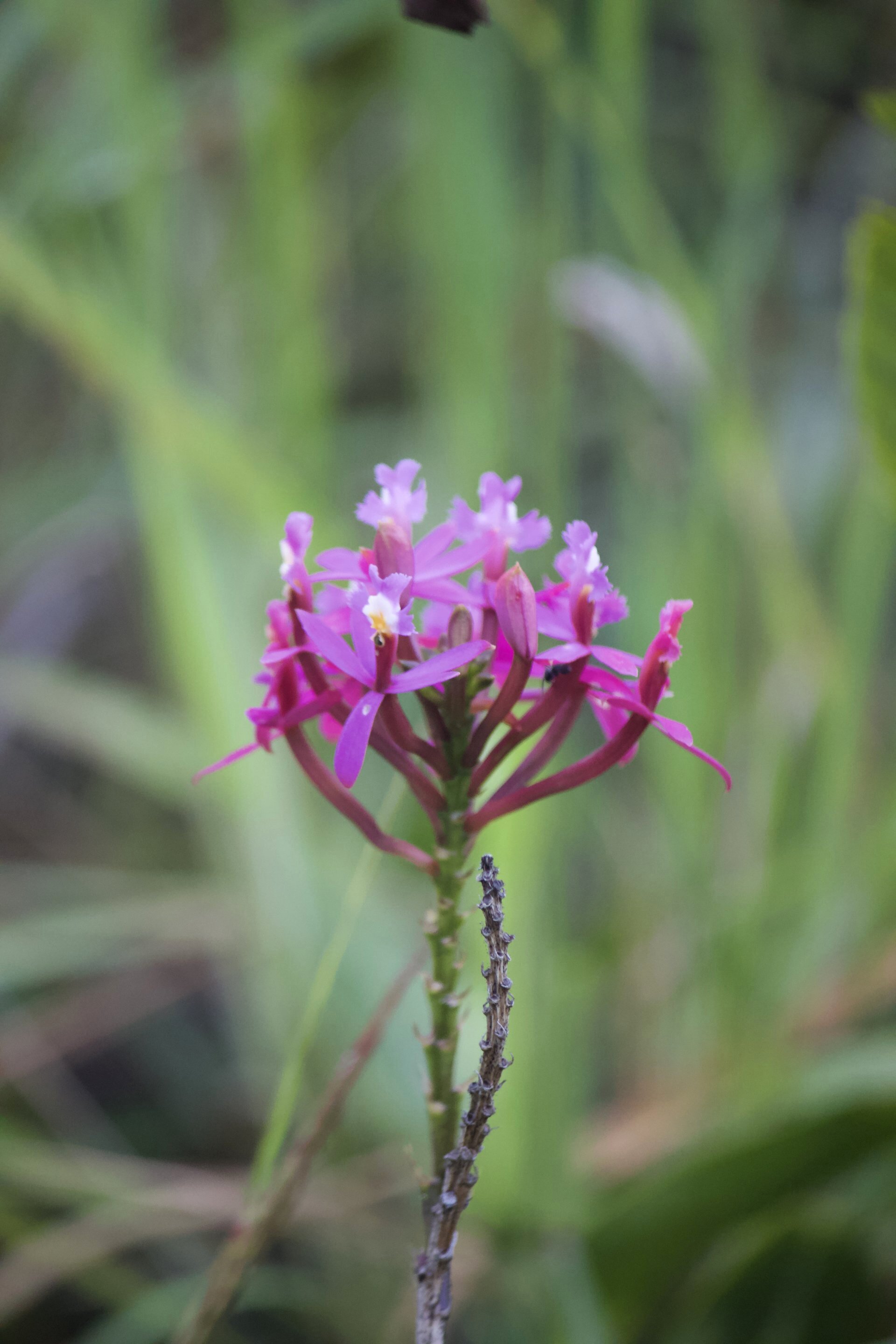 Flora and Fauna on the Inca Trail
