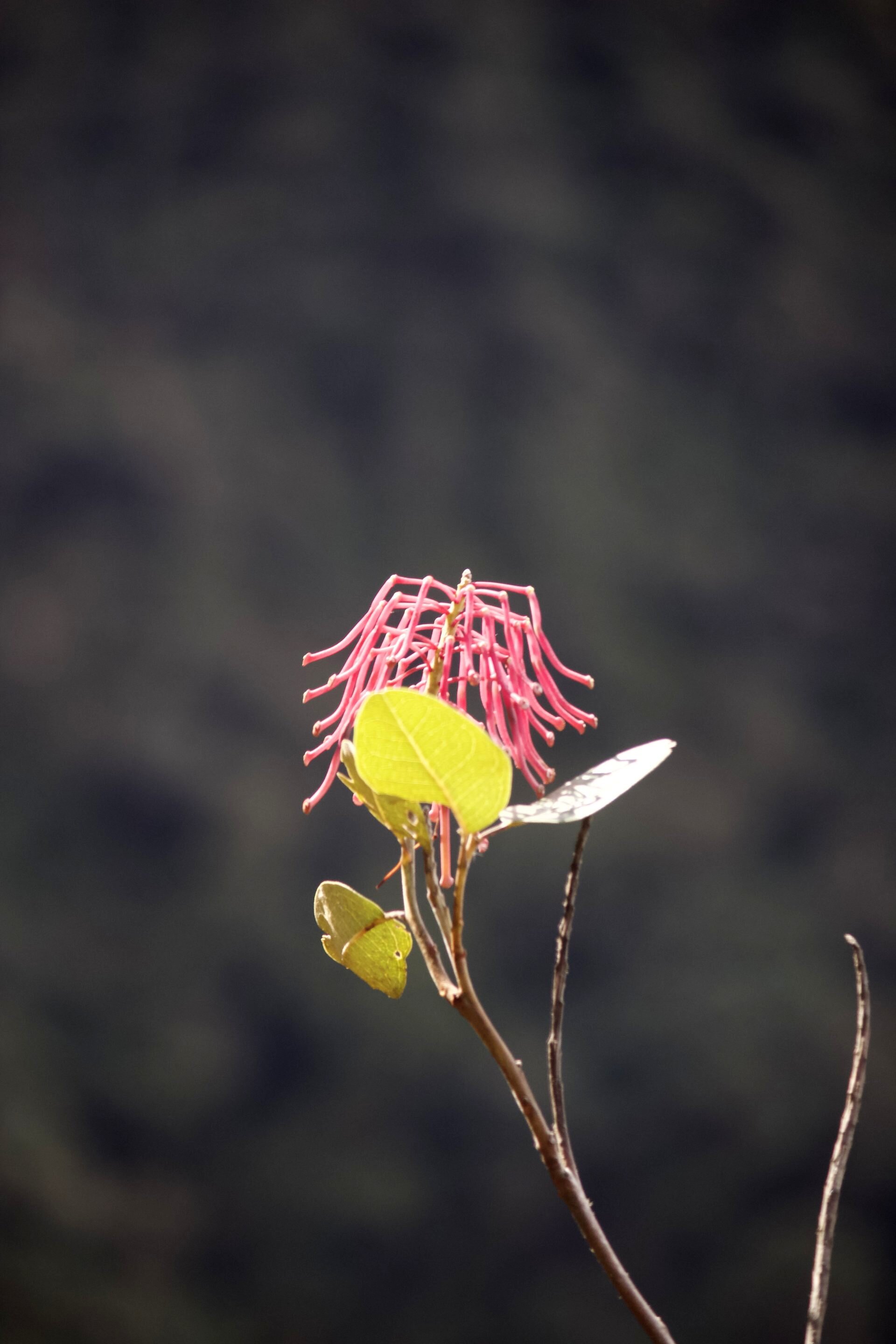 Flora and Fauna on the Inca Trail