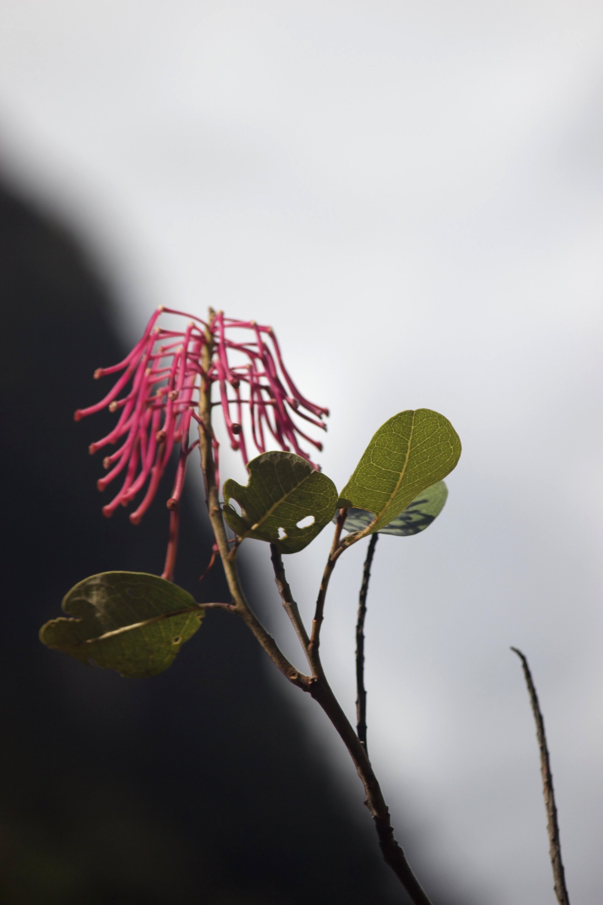 Flora and Fauna on the Inca Trail