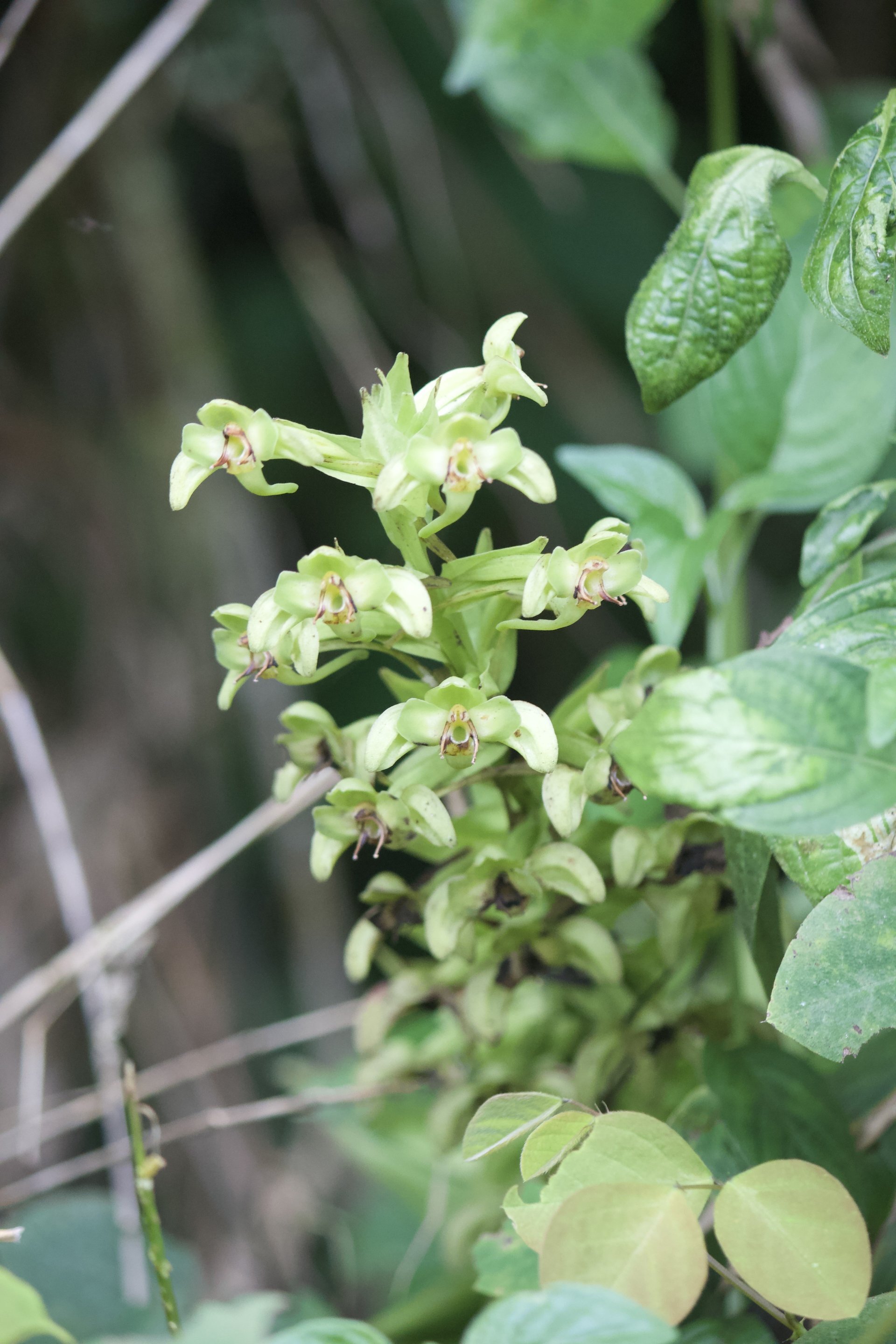 Flora and Fauna on the Inca Trail
