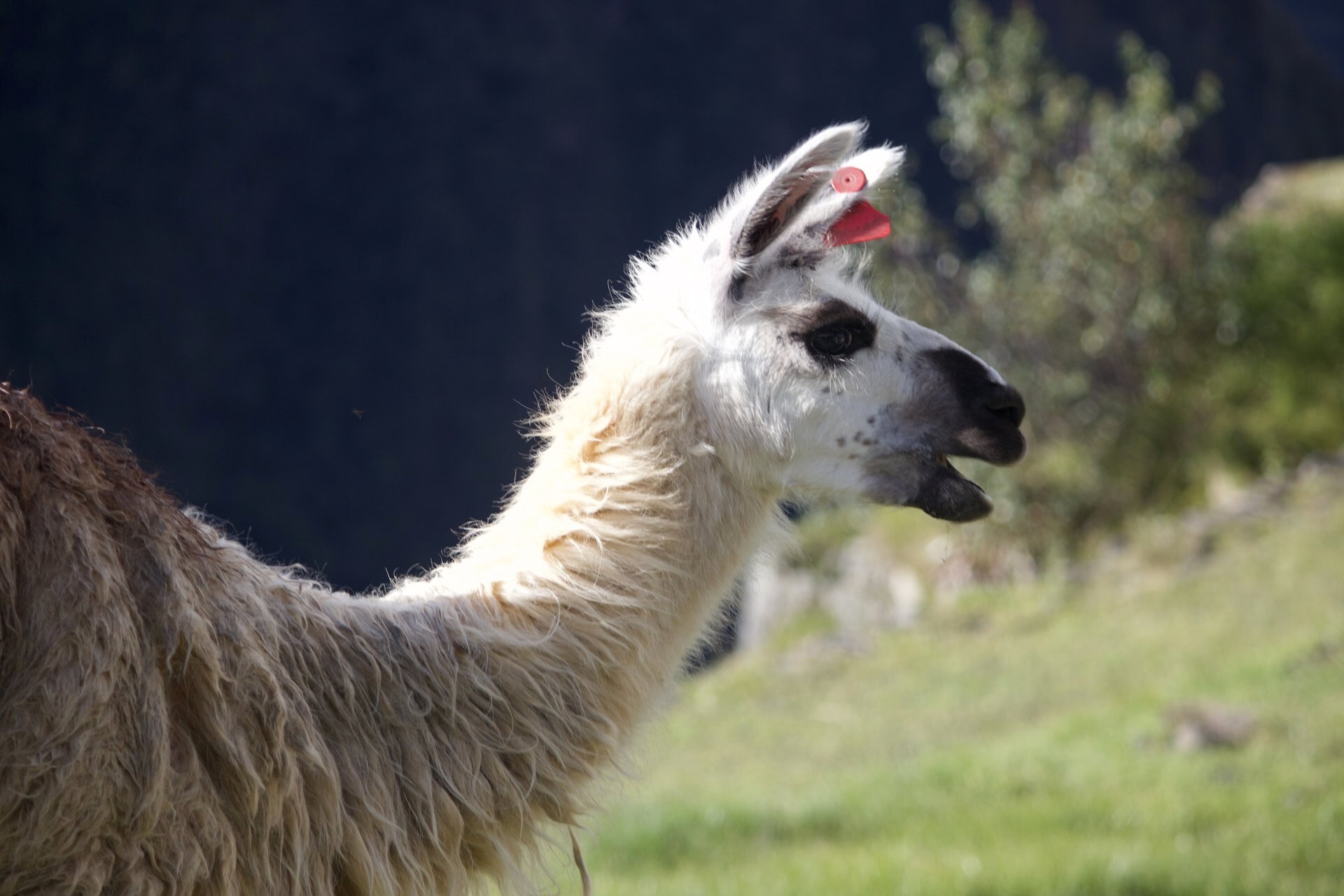 Flora and Fauna on the Inca Trail
