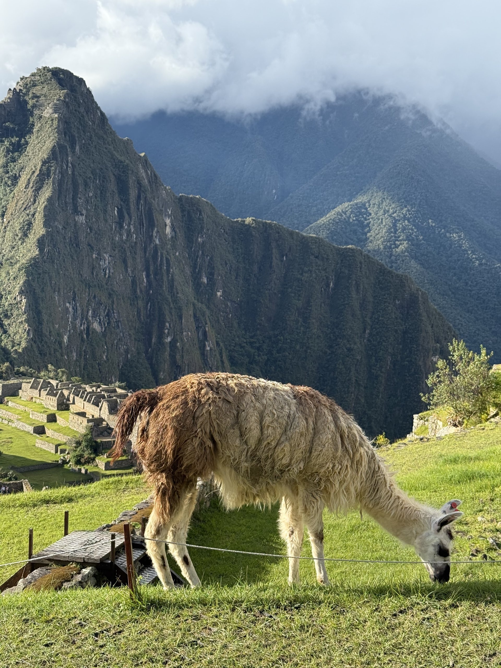 Flora and Fauna on the Inca Trail