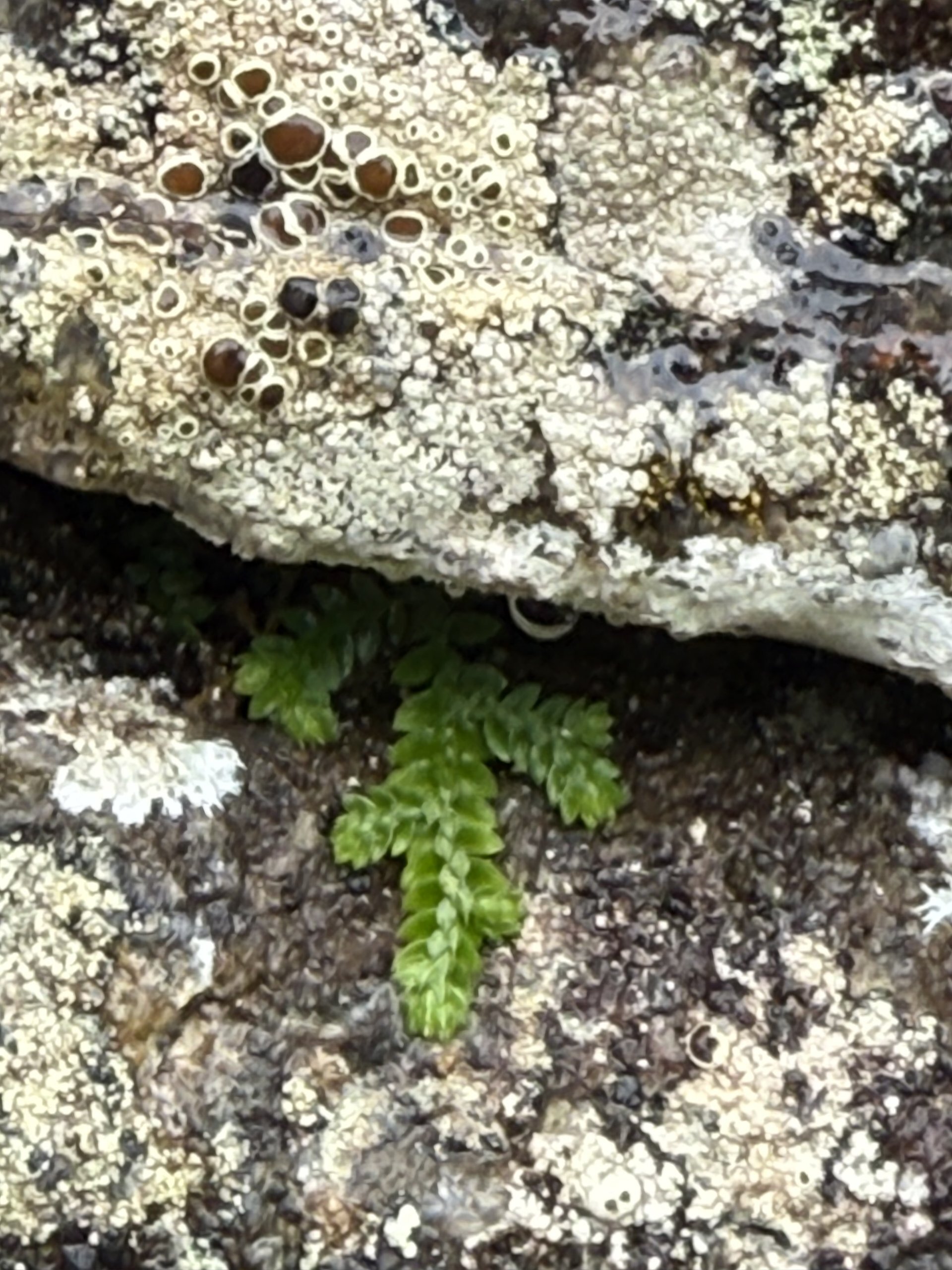 Flora and Fauna on the Inca Trail