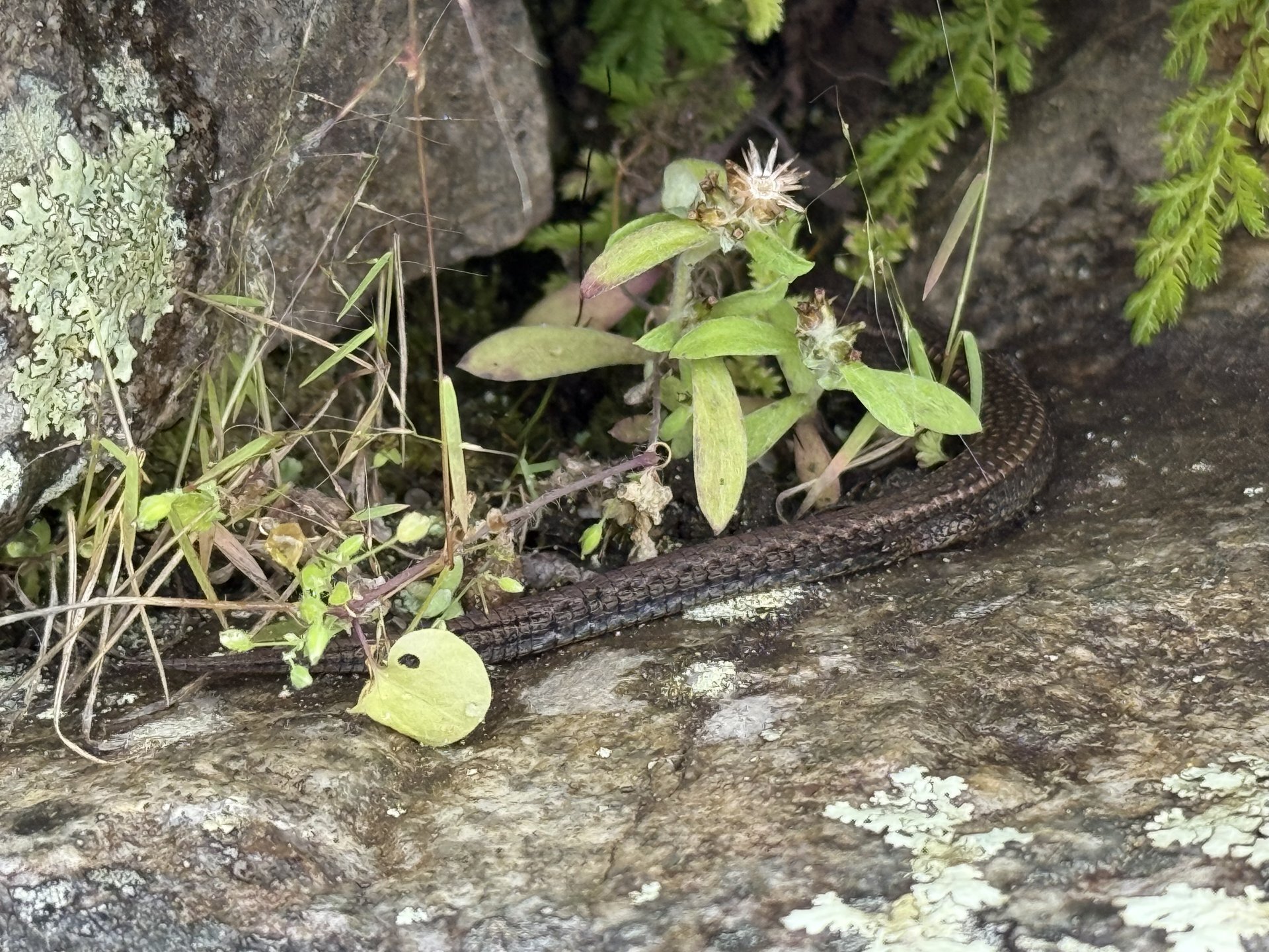 Flora and Fauna on the Inca Trail