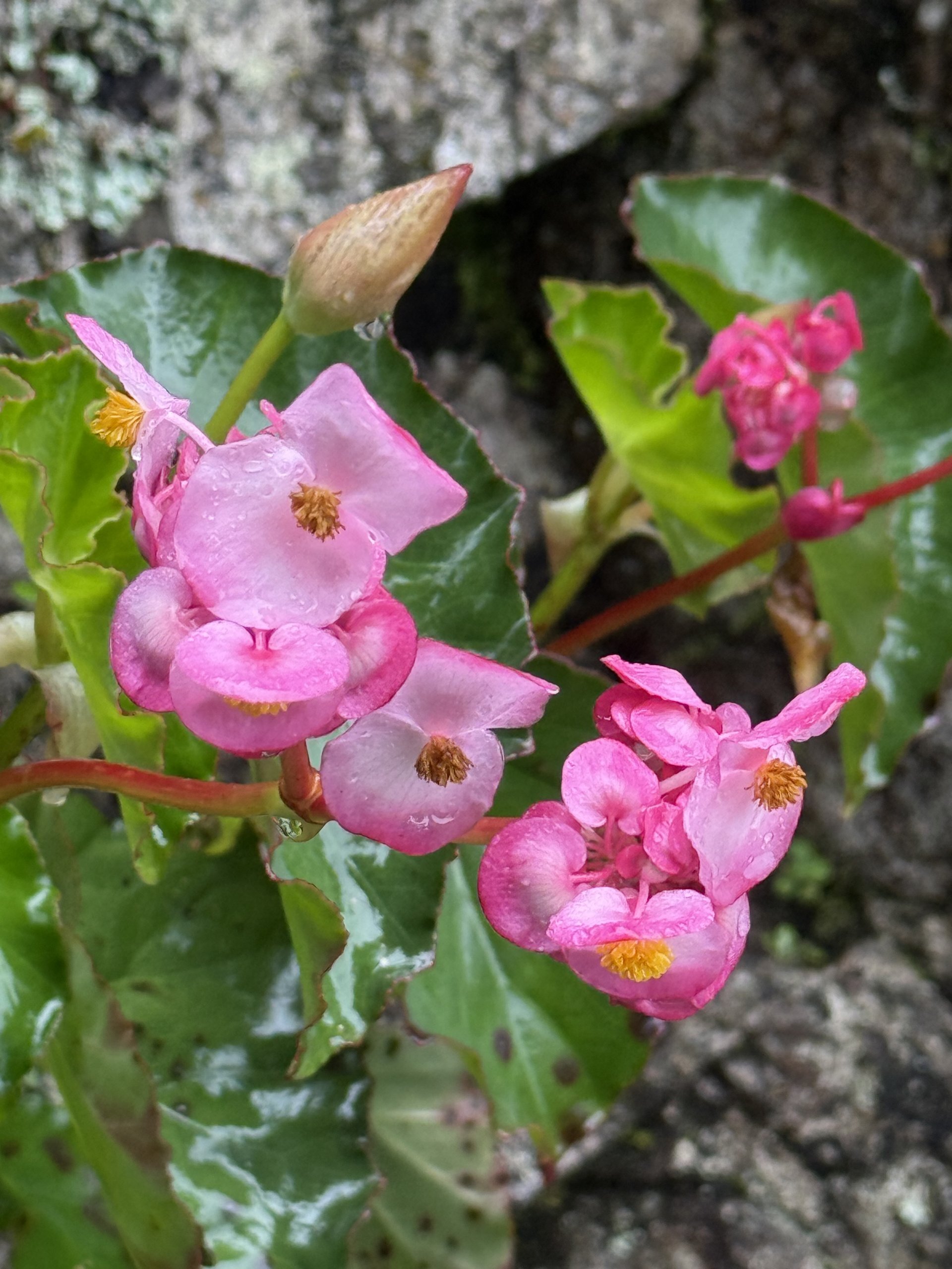 Flora and Fauna on the Inca Trail