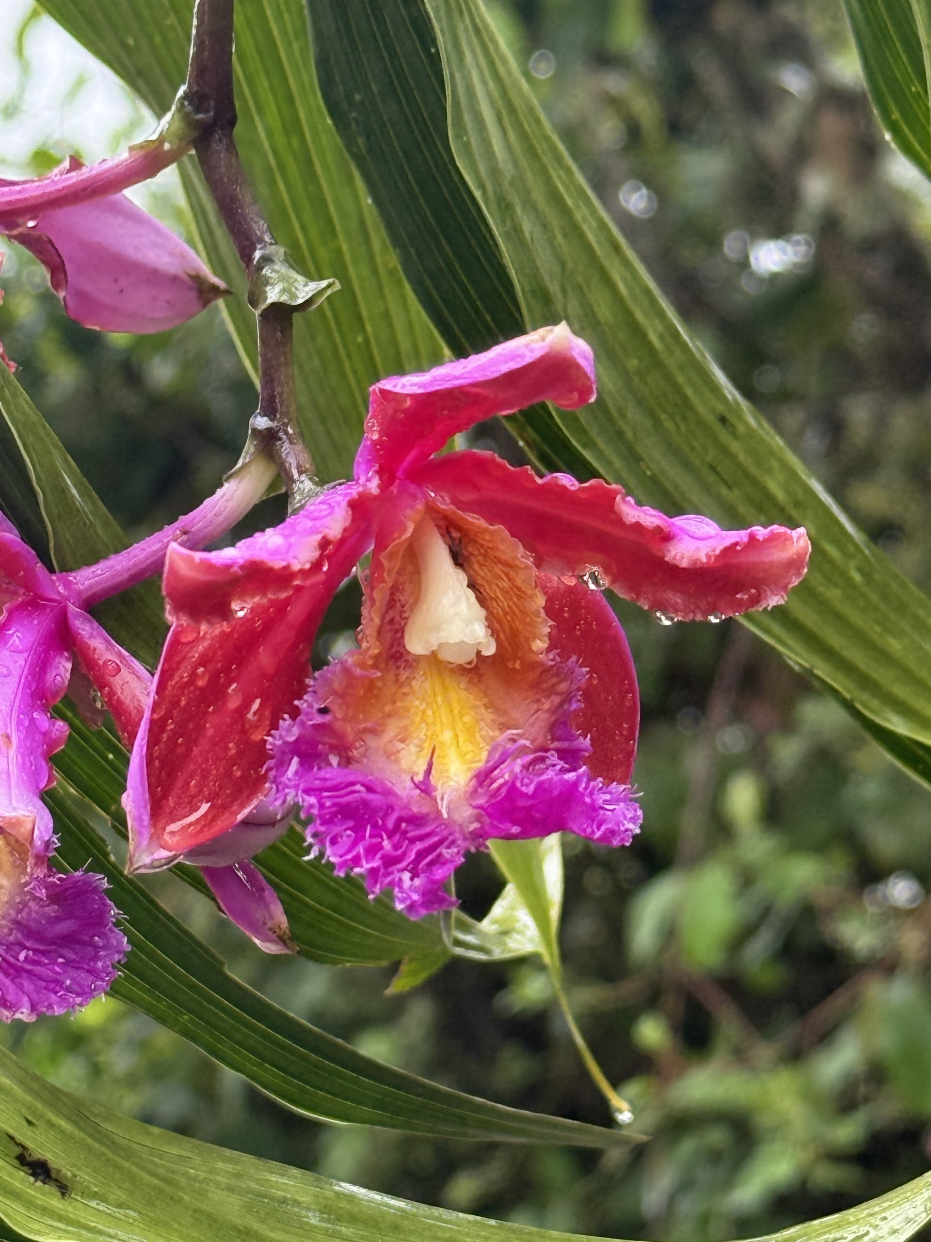 Flora and Fauna on the Inca Trail