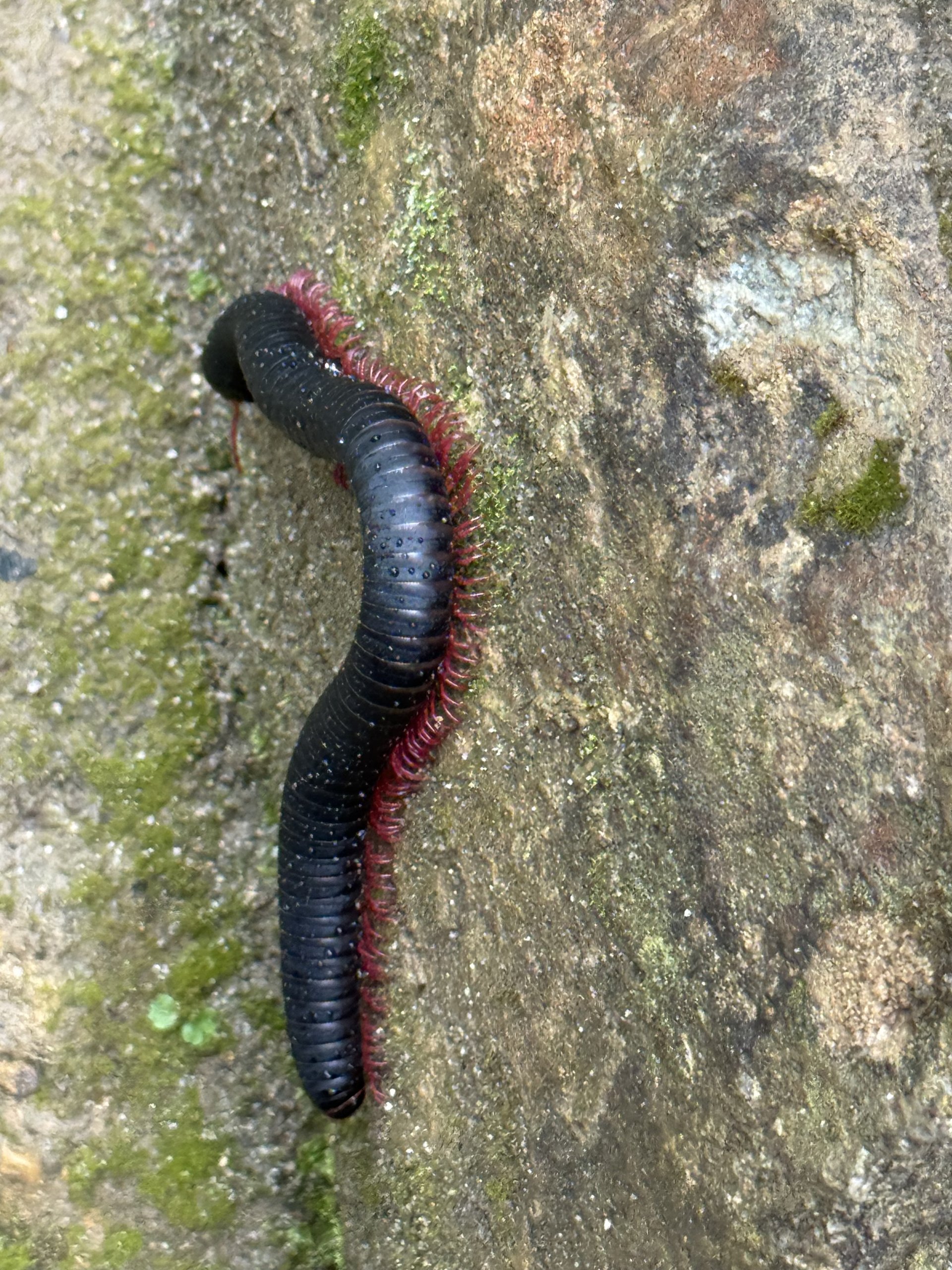 Flora and Fauna on the Inca Trail