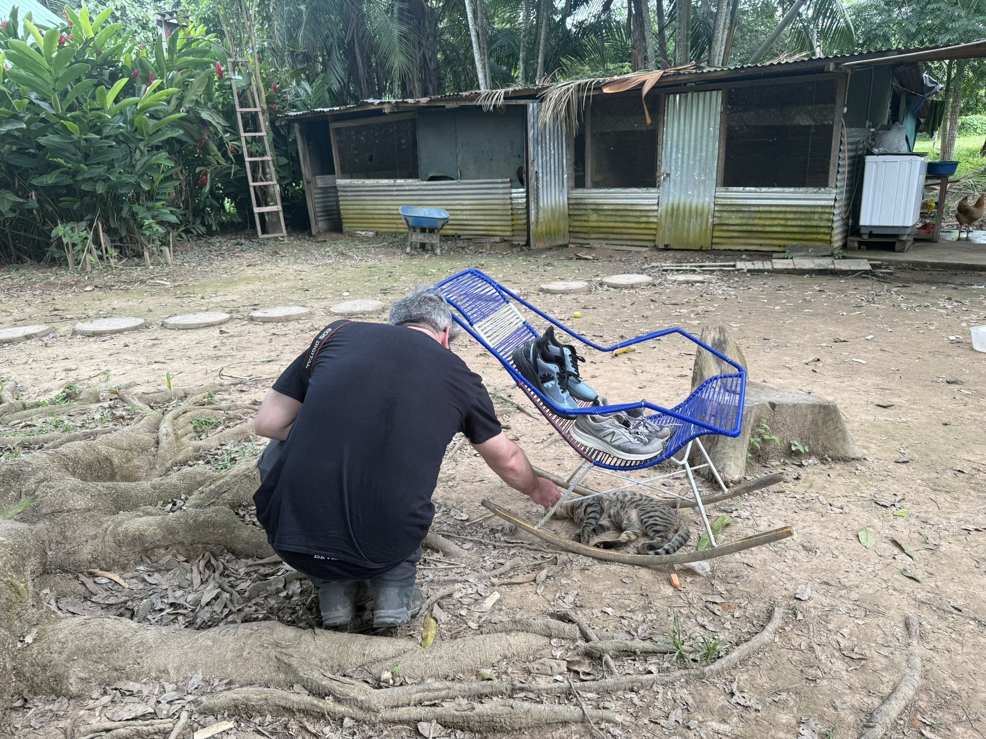 A friendly cat named Travis