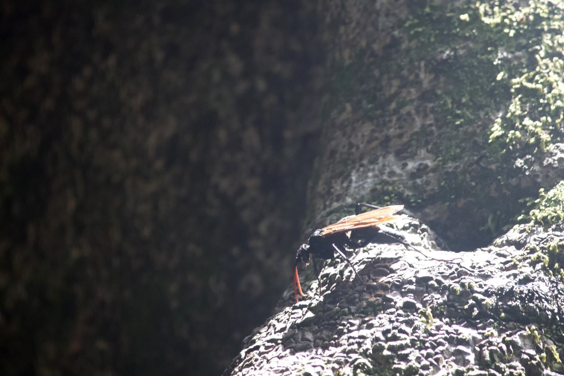 Tarantula Hawk - this thing was scary