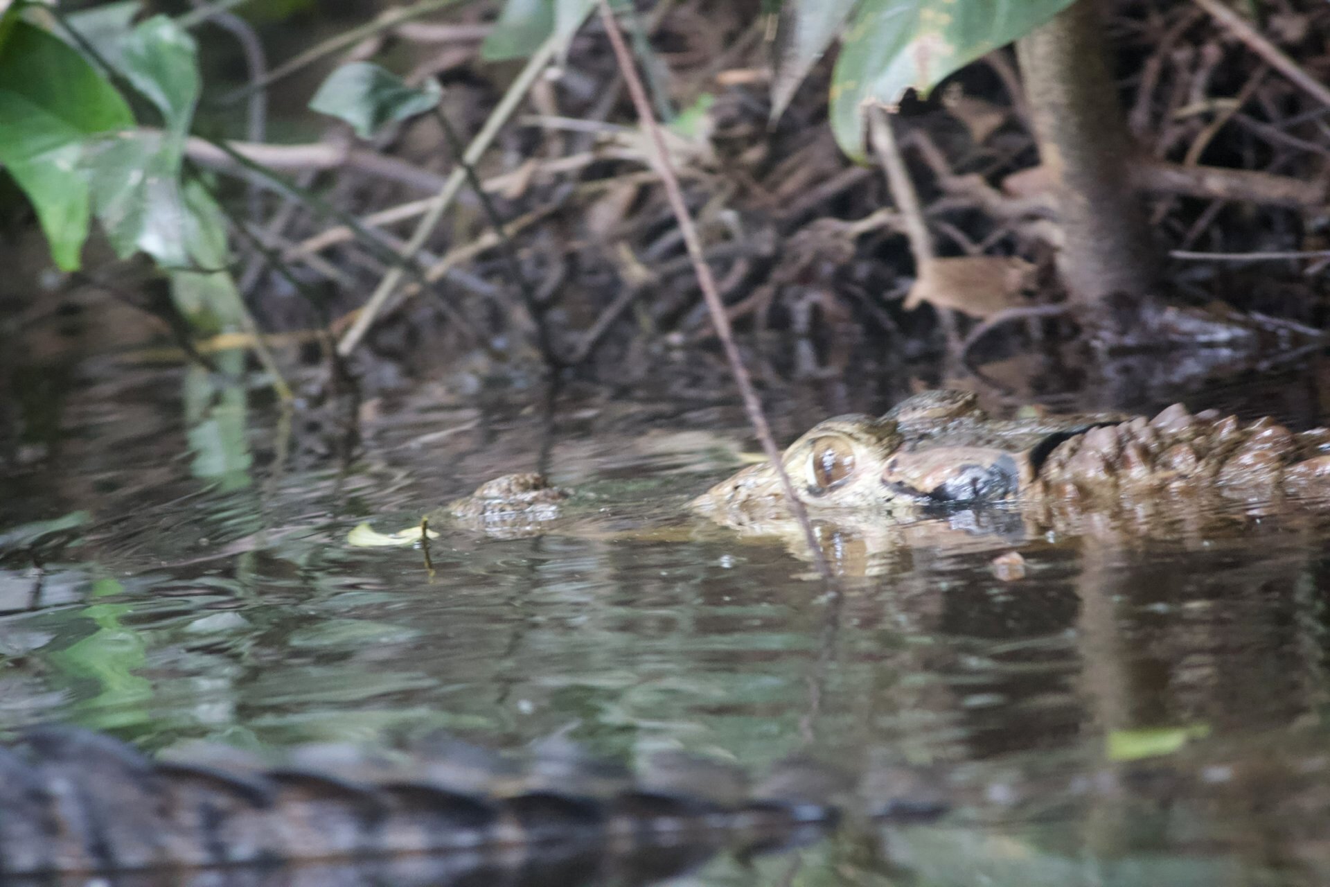 A much larger Caiman. About 2m. So not like a saltie. but big for a Caiman.