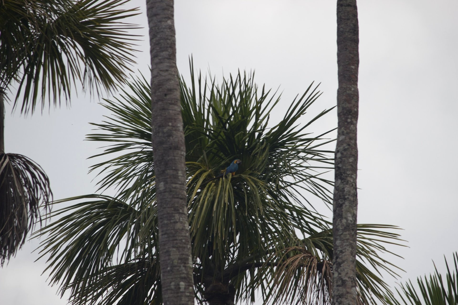 Wild Macaws do not like having their picture taken