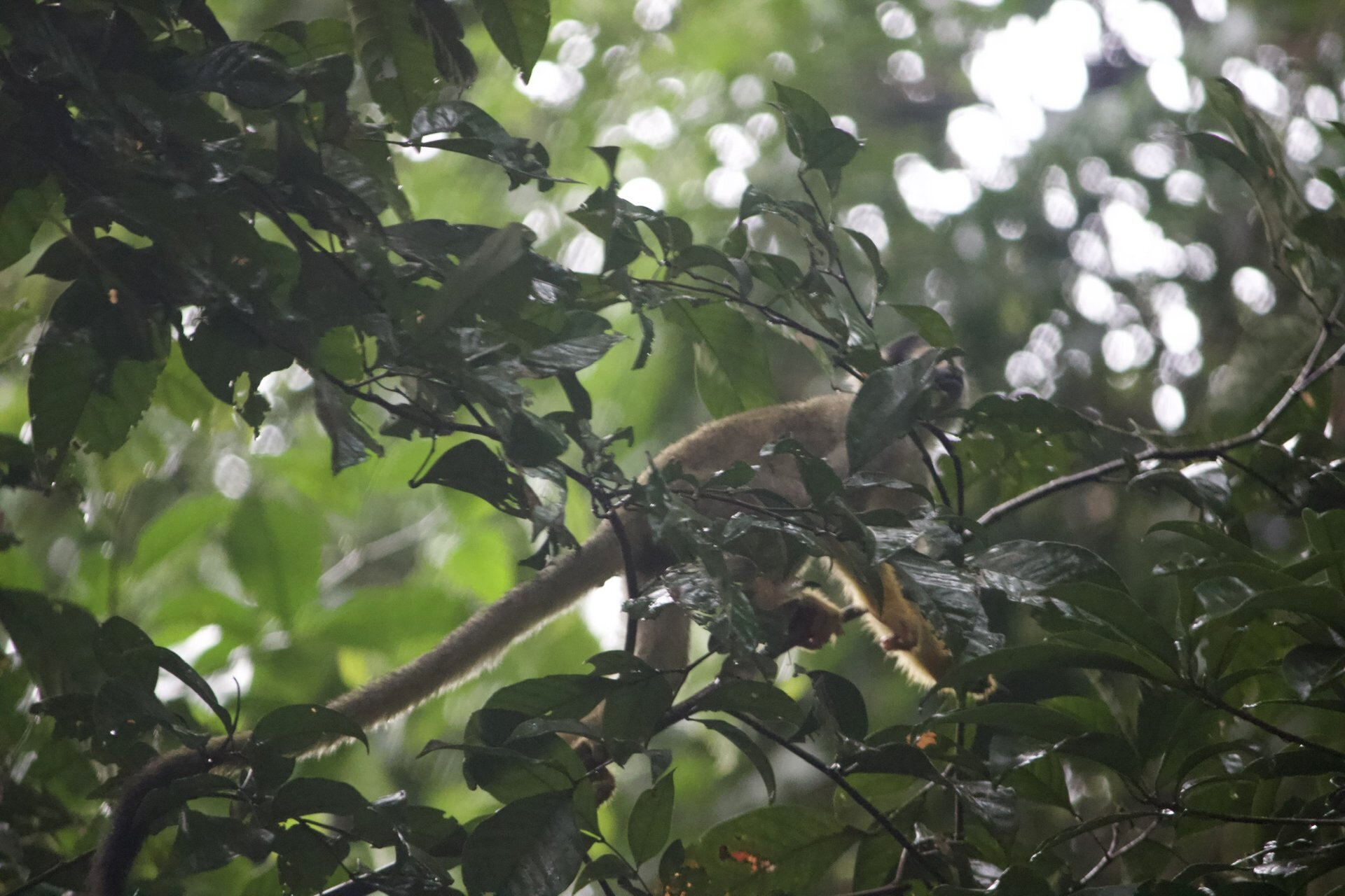 Getting a good shot of a monkey is difficult. cause of the trees