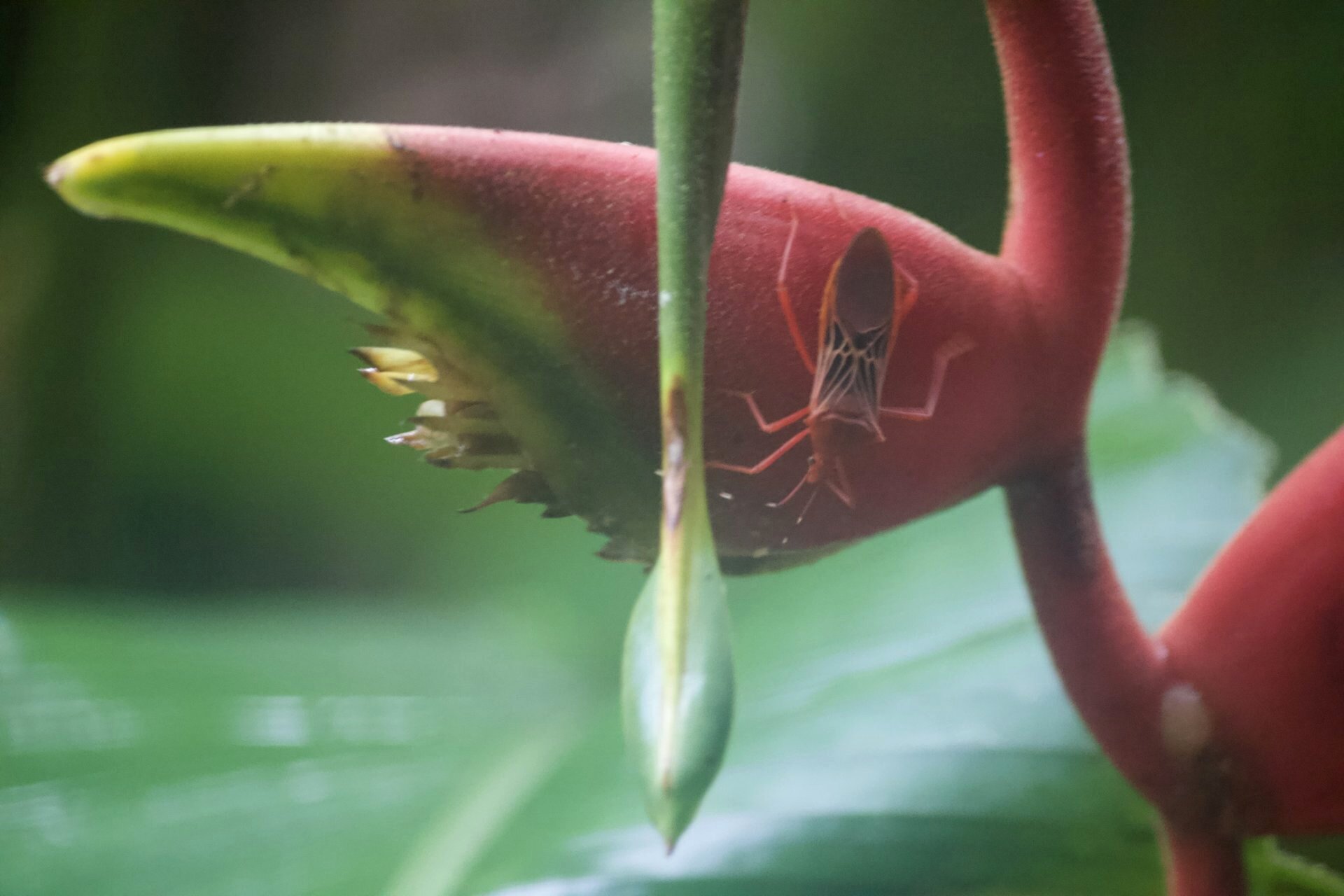 A cool bug Cassie found