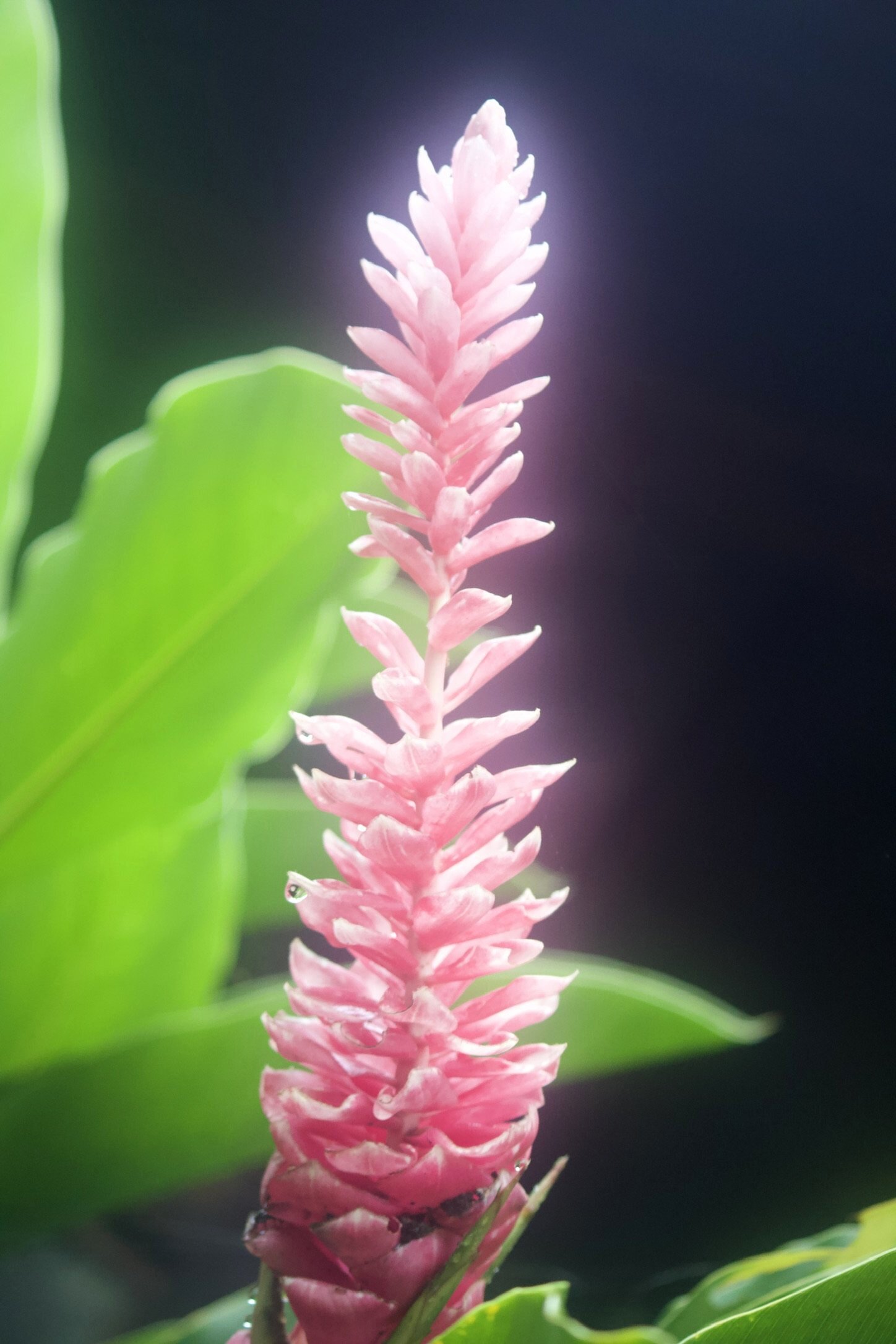 IDK why this flower appears to be glowing. I think the lens was wet.