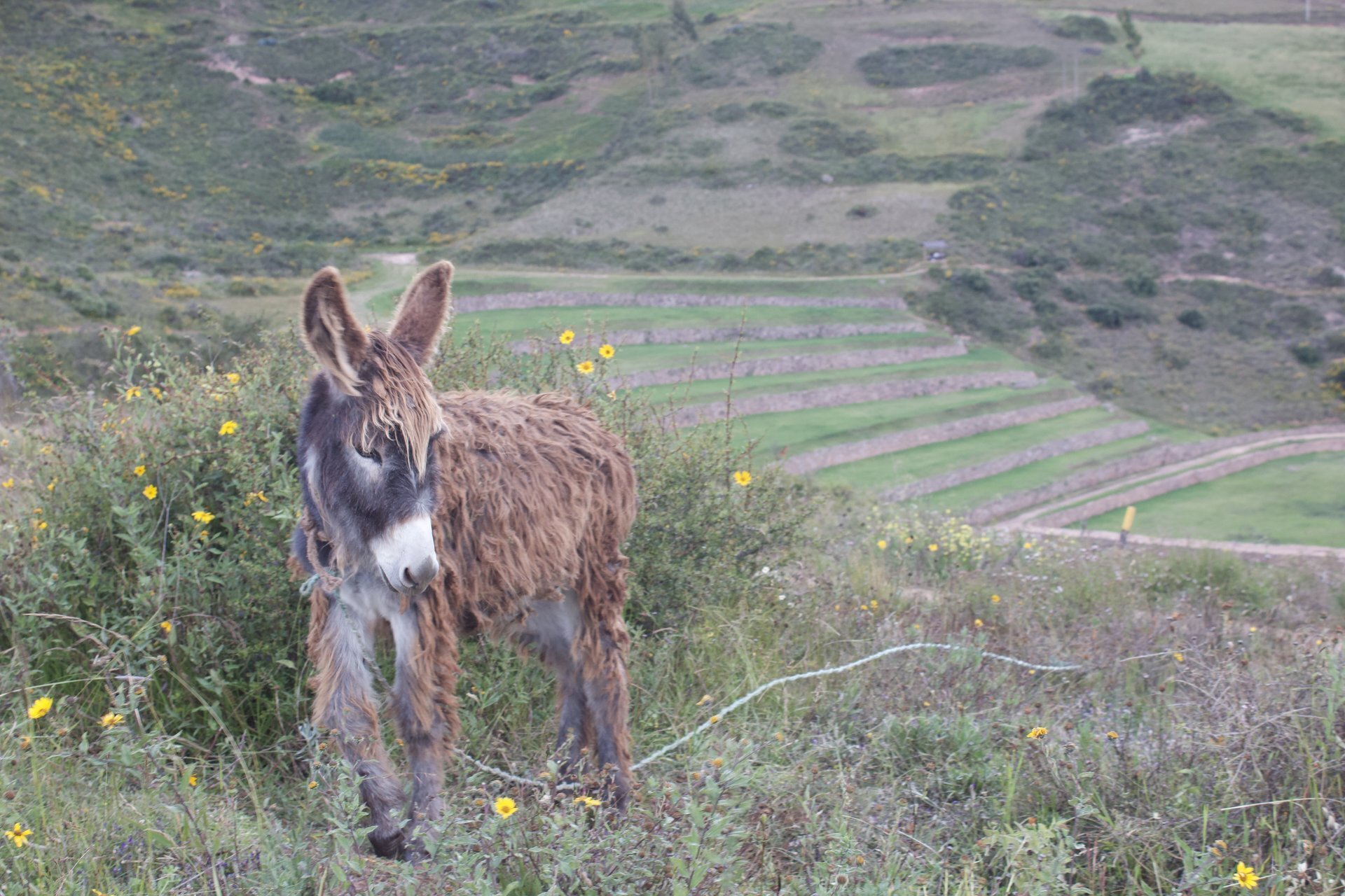 More Moray Terraces with Donkey