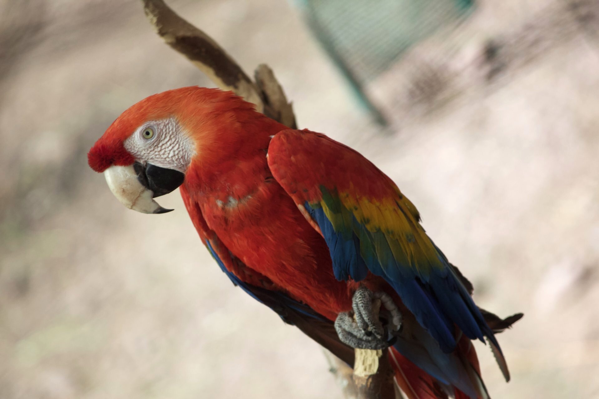 Cochahuasi Animal Sanctuary Resident Macaw